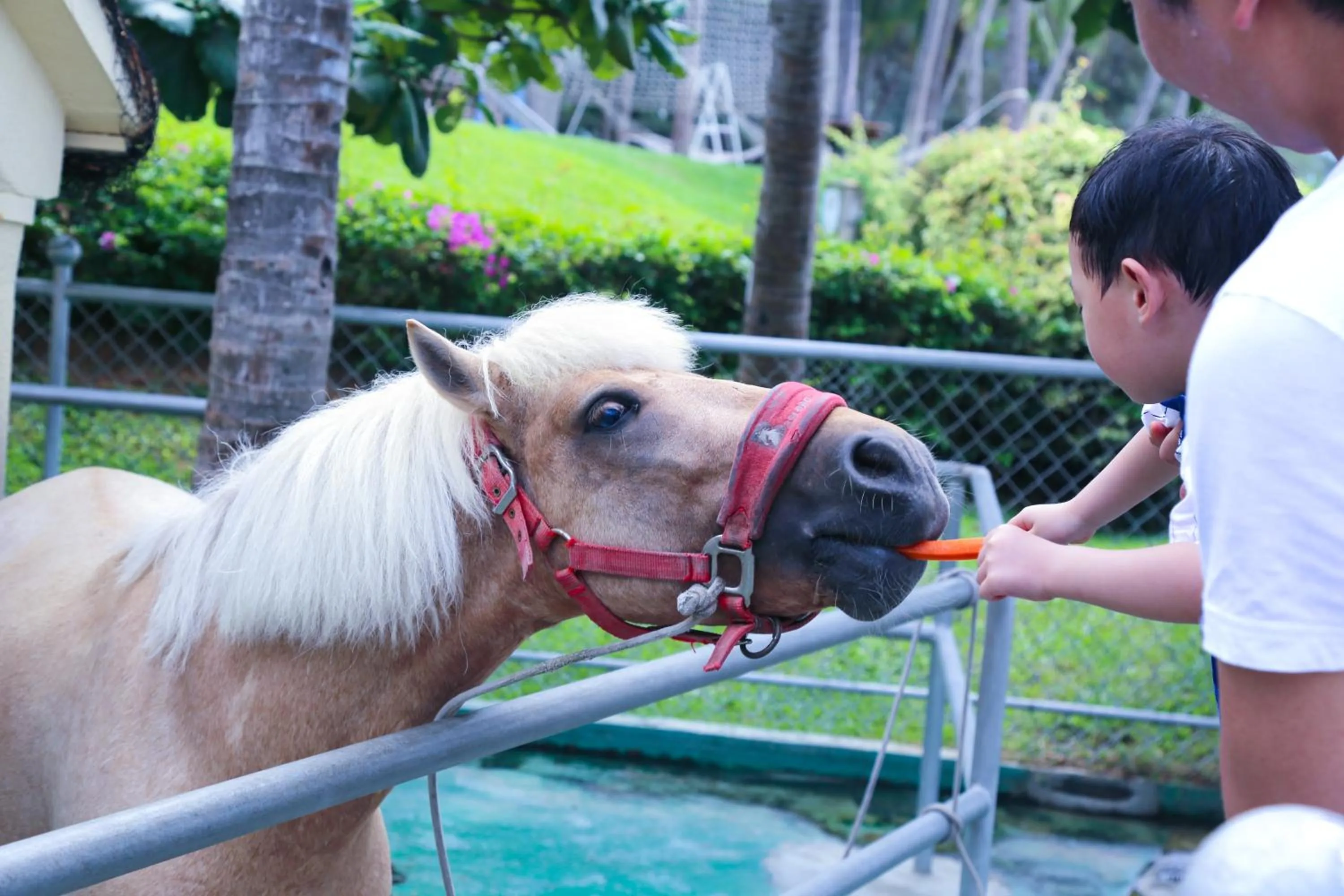 Horse-riding in Horizon Resort & Spa Yalong Bay-Yalong Bay Central