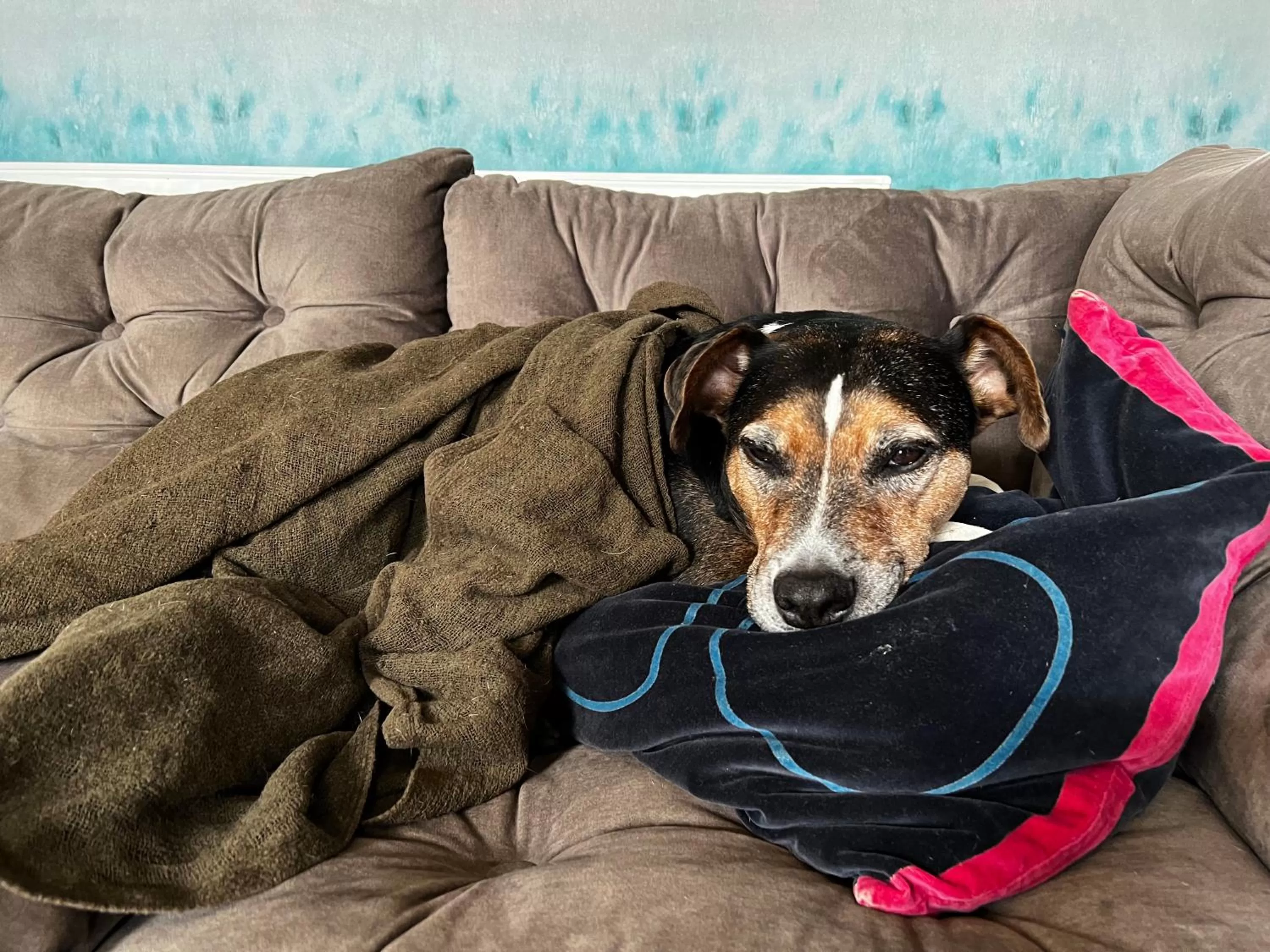 Pets in Margaréta Garden & SPA