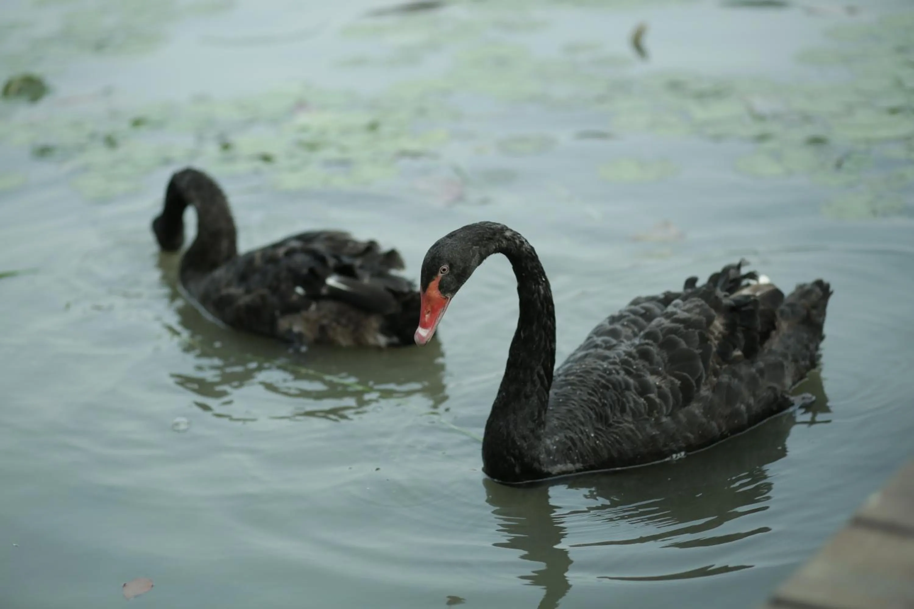 Garden in InterContinental Changzhou by IHG