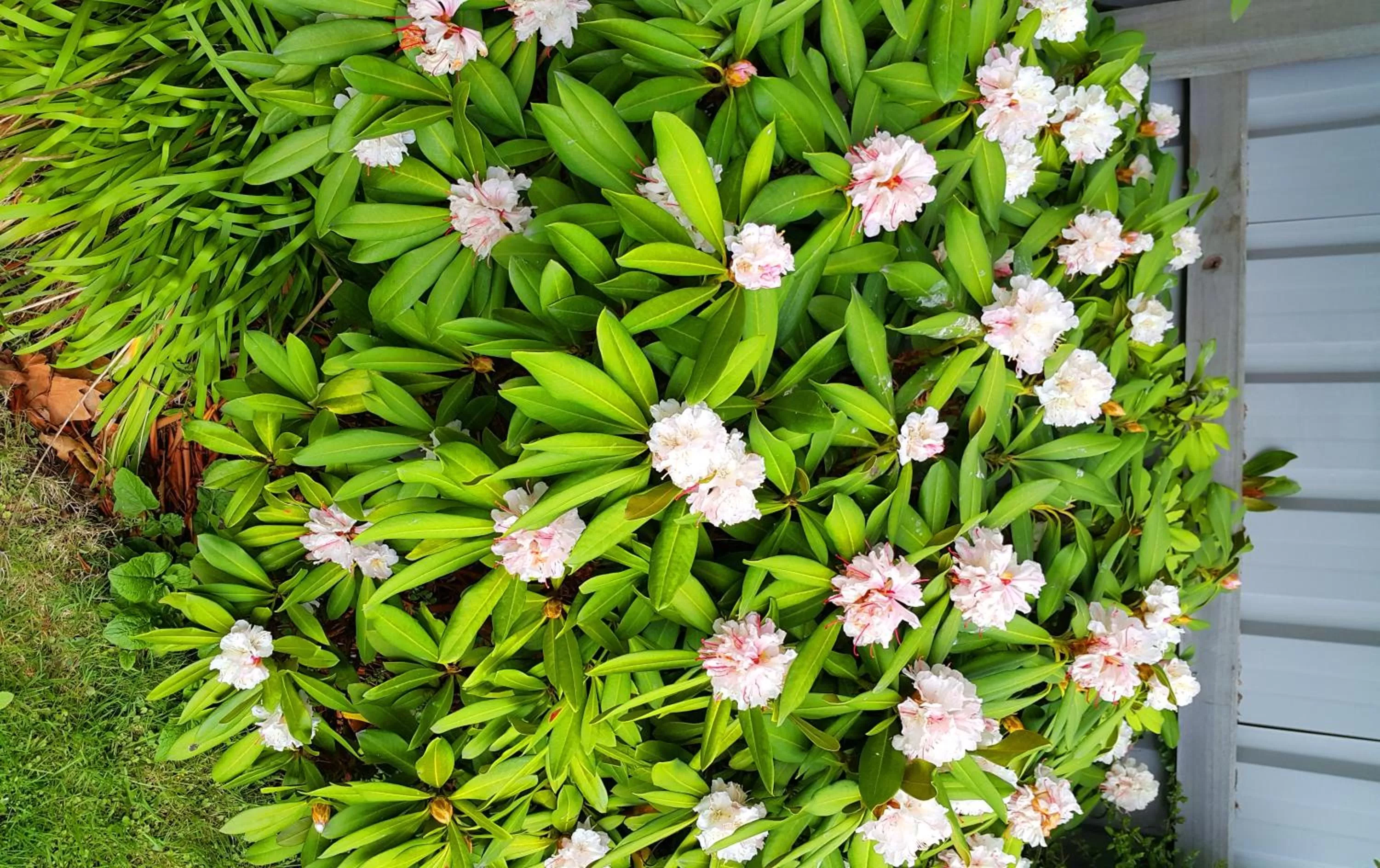 Spring in Lilybrook Motel