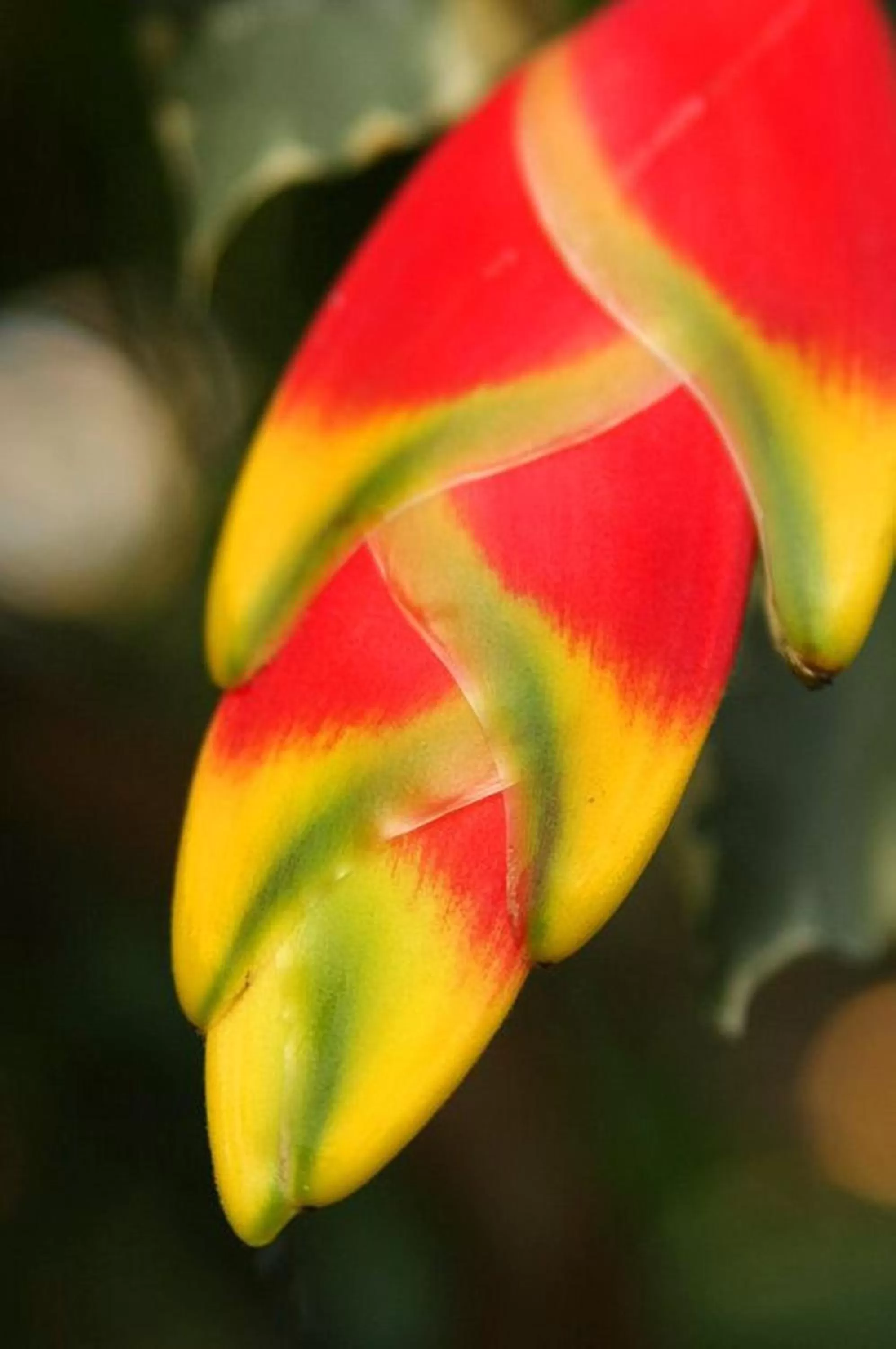 Garden in The Fiji Orchid