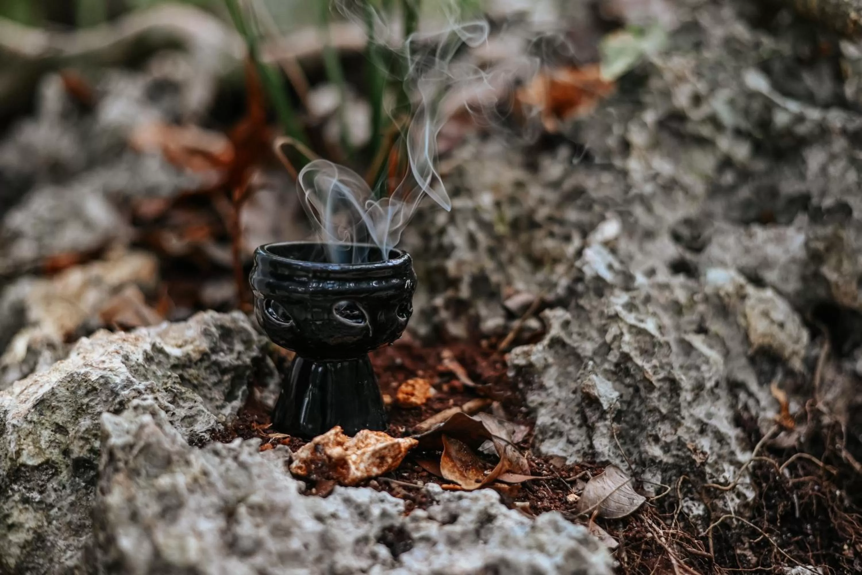 Decorative detail, Other Animals in Lunita Jungle Experience