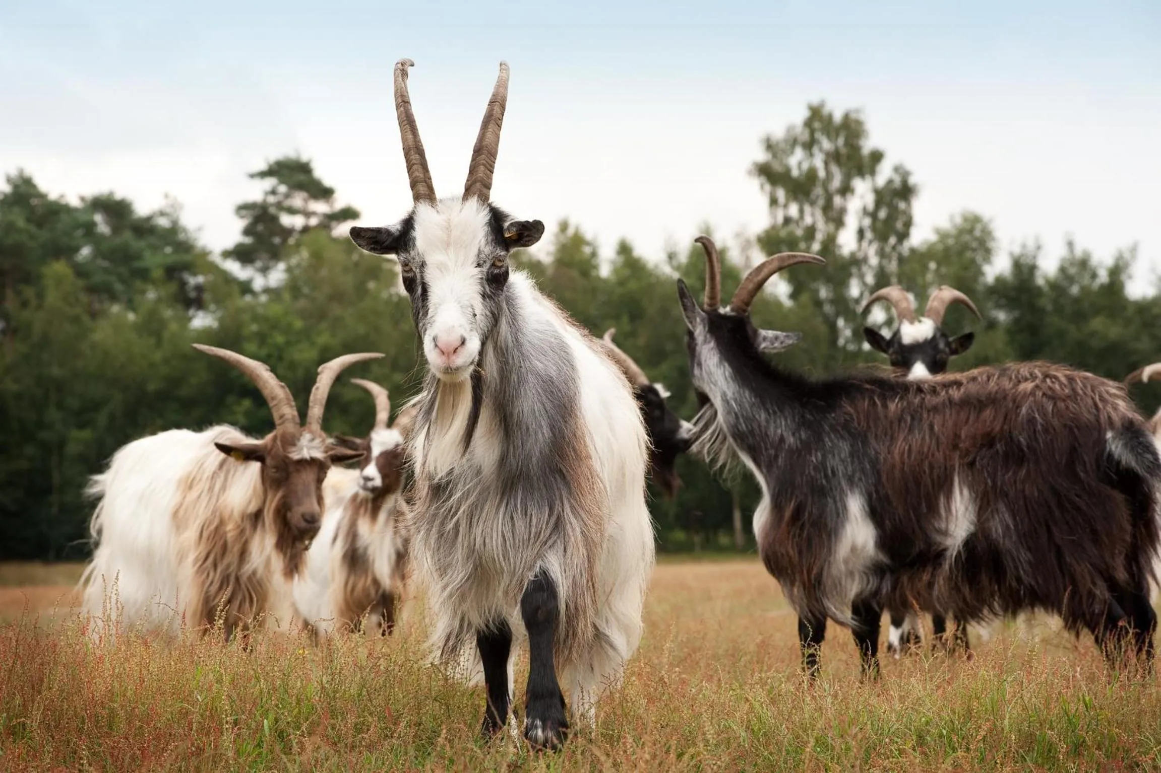 Animals in Grenshotel de Jonckheer