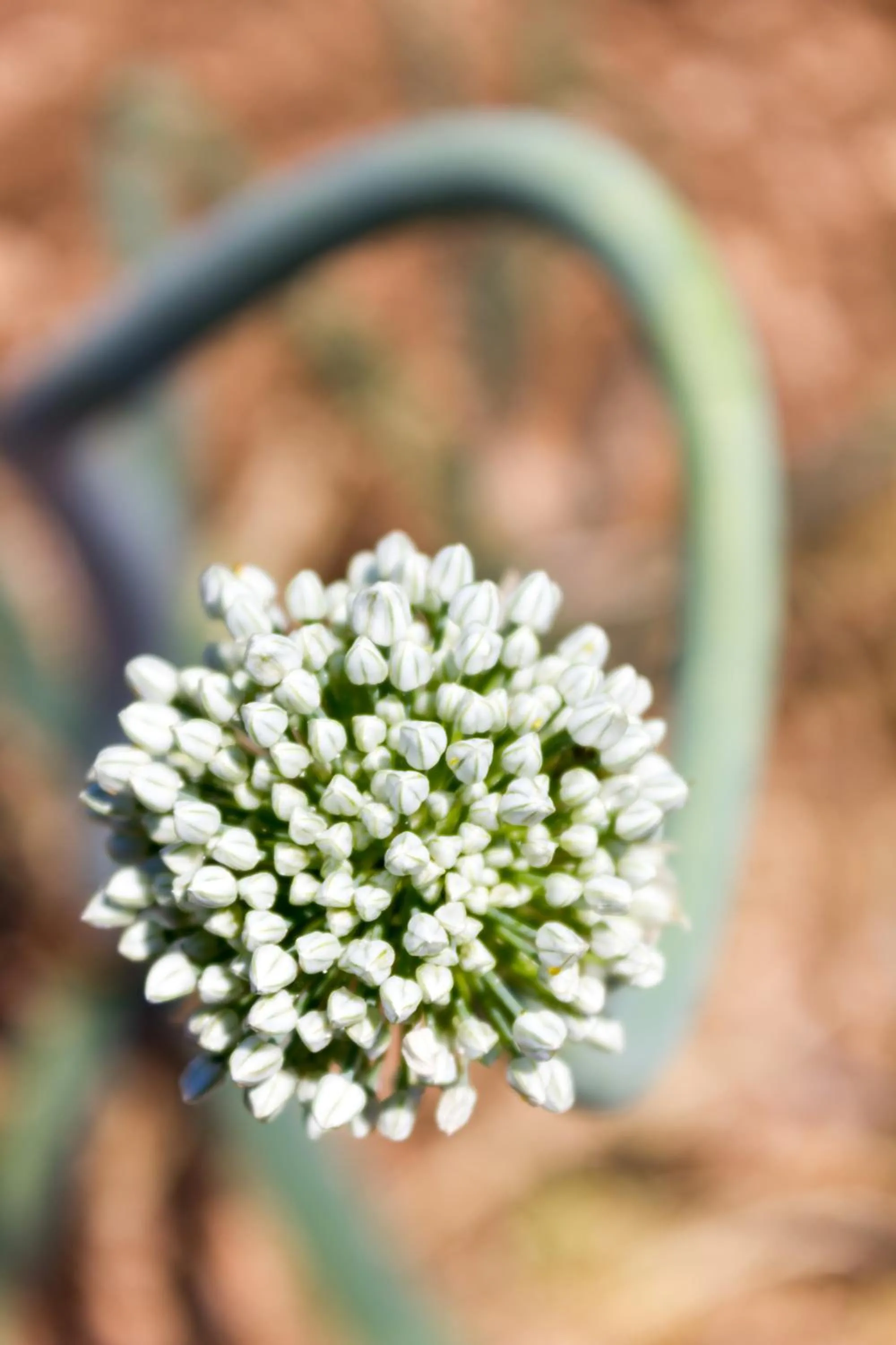 Food in Agriturismo Fasano