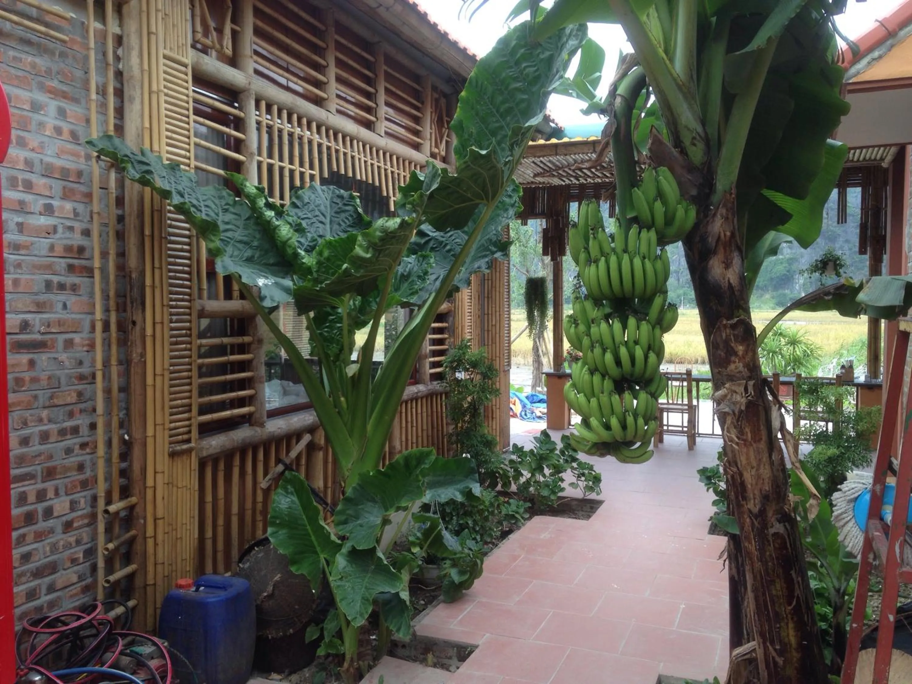 Tam Coc Mountain View Homestay