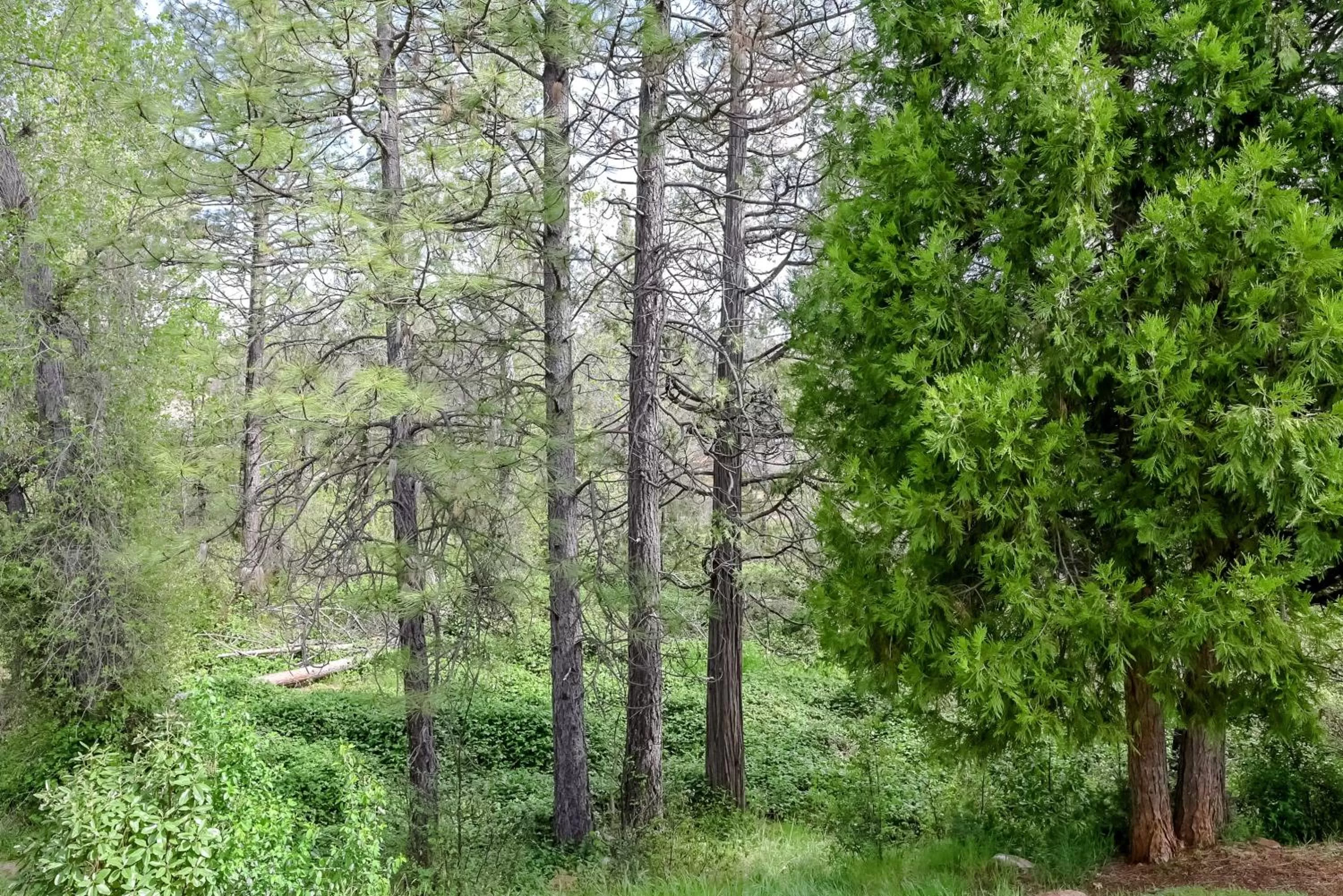 Hiking in Brownsville Motel