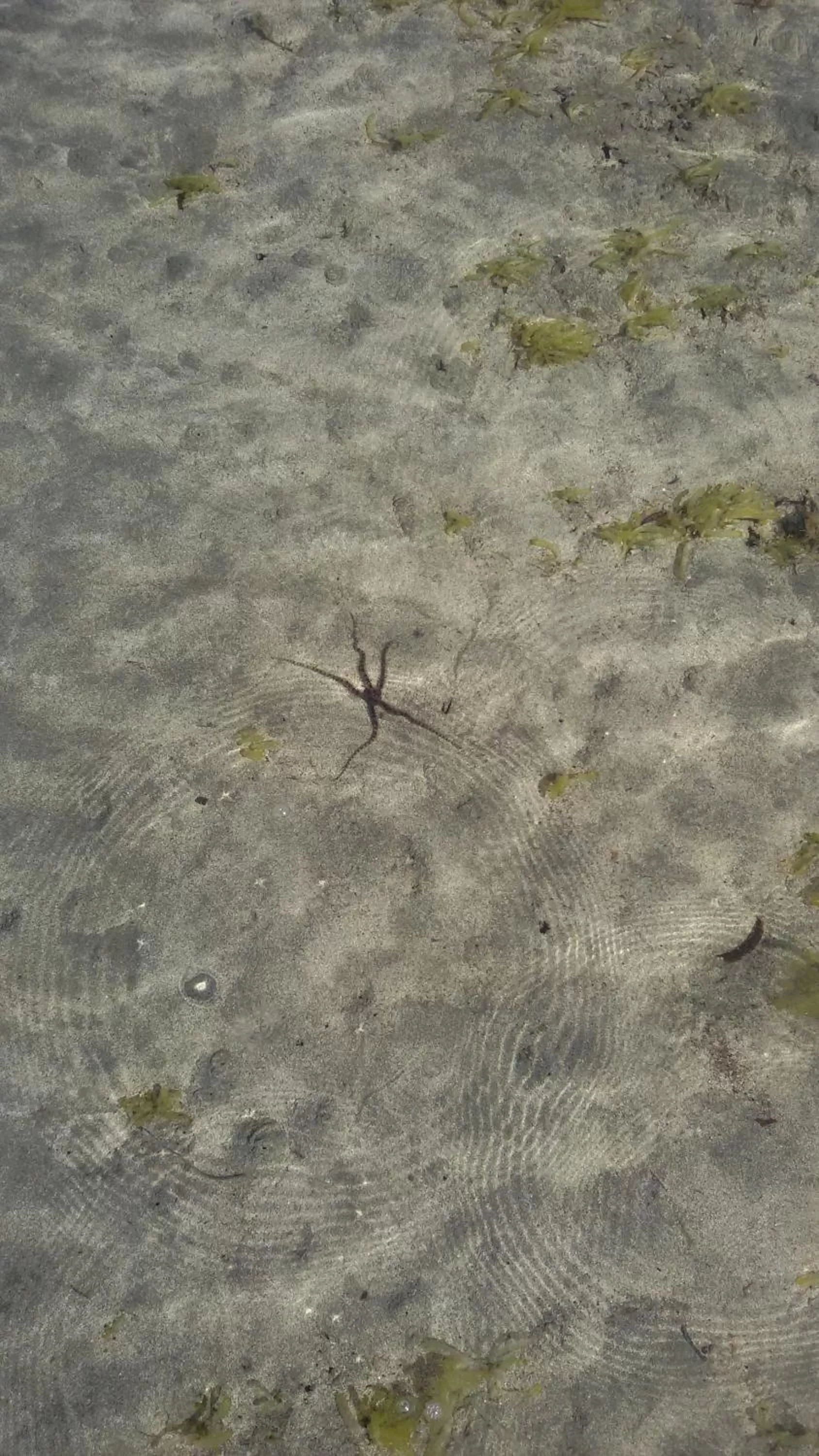 Beach, Other Animals in Bahari Pori Resort