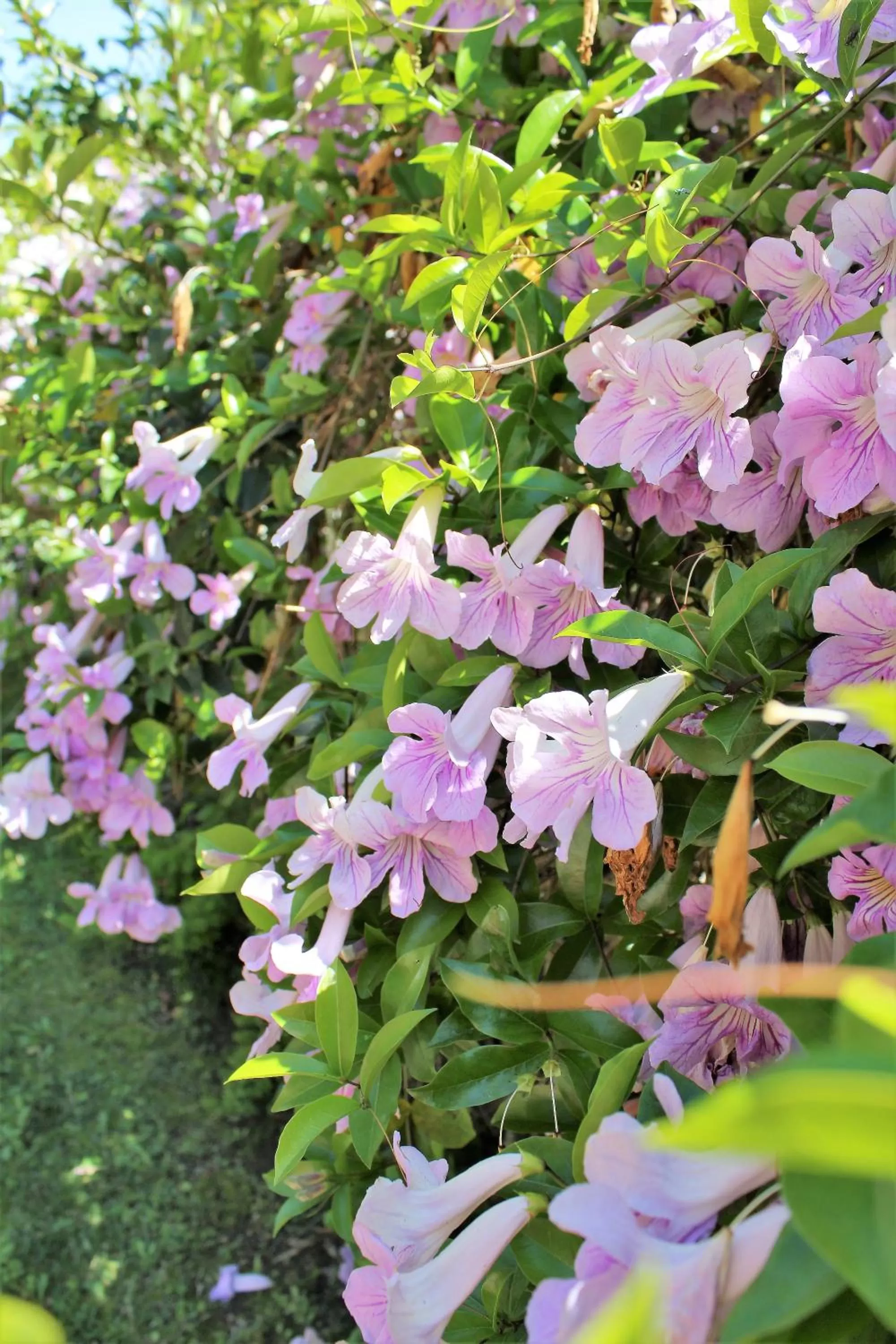 Property building in Sweet Dreams B&B LA