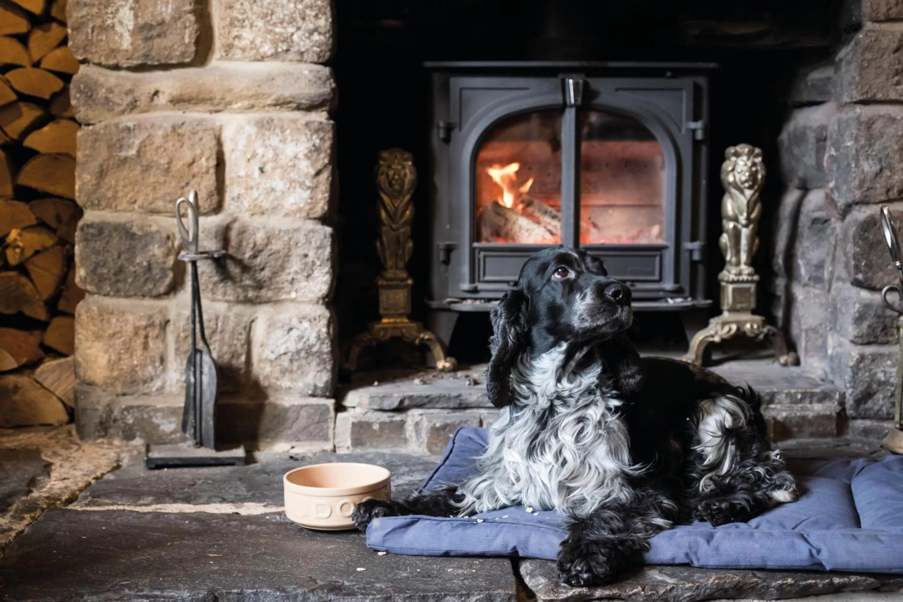 Pets in The Golden Lion at Settle