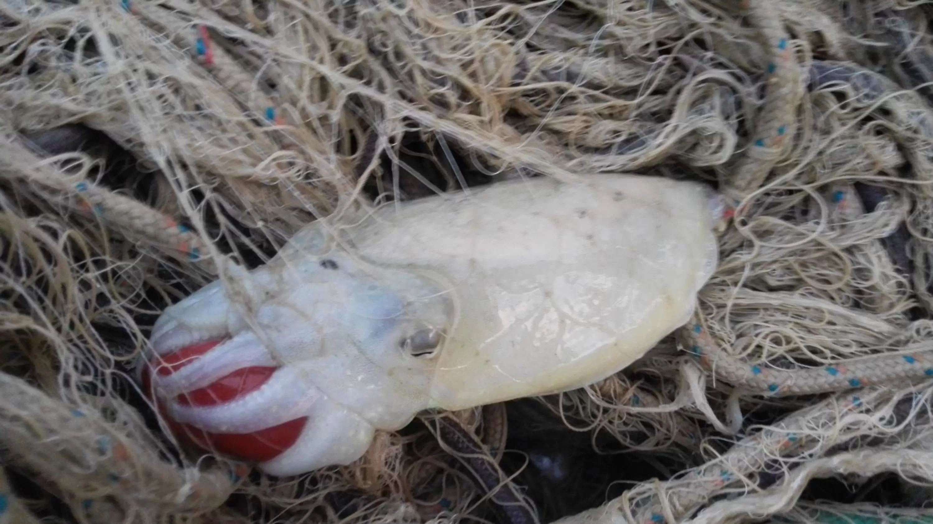 Animals, Other Animals in Hotel Alba-Gert