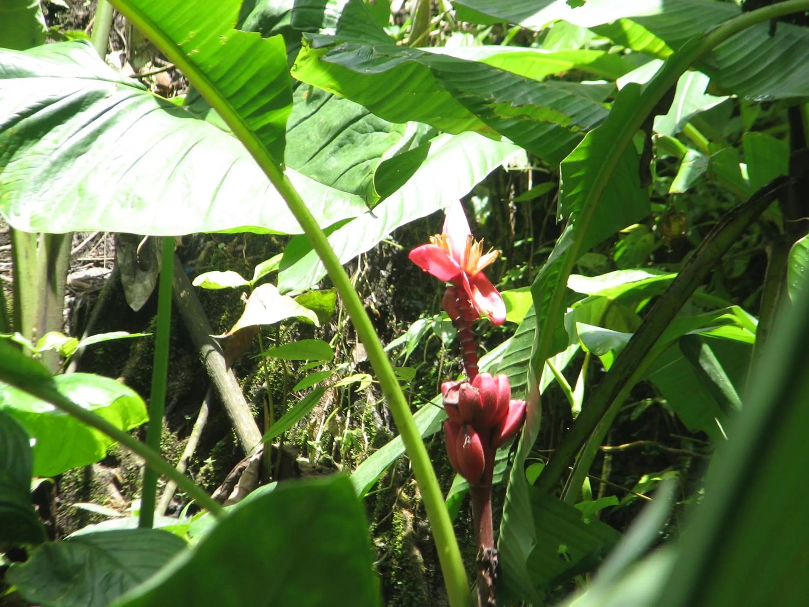 Garden, Food in Spa Hosteria Miramelindo