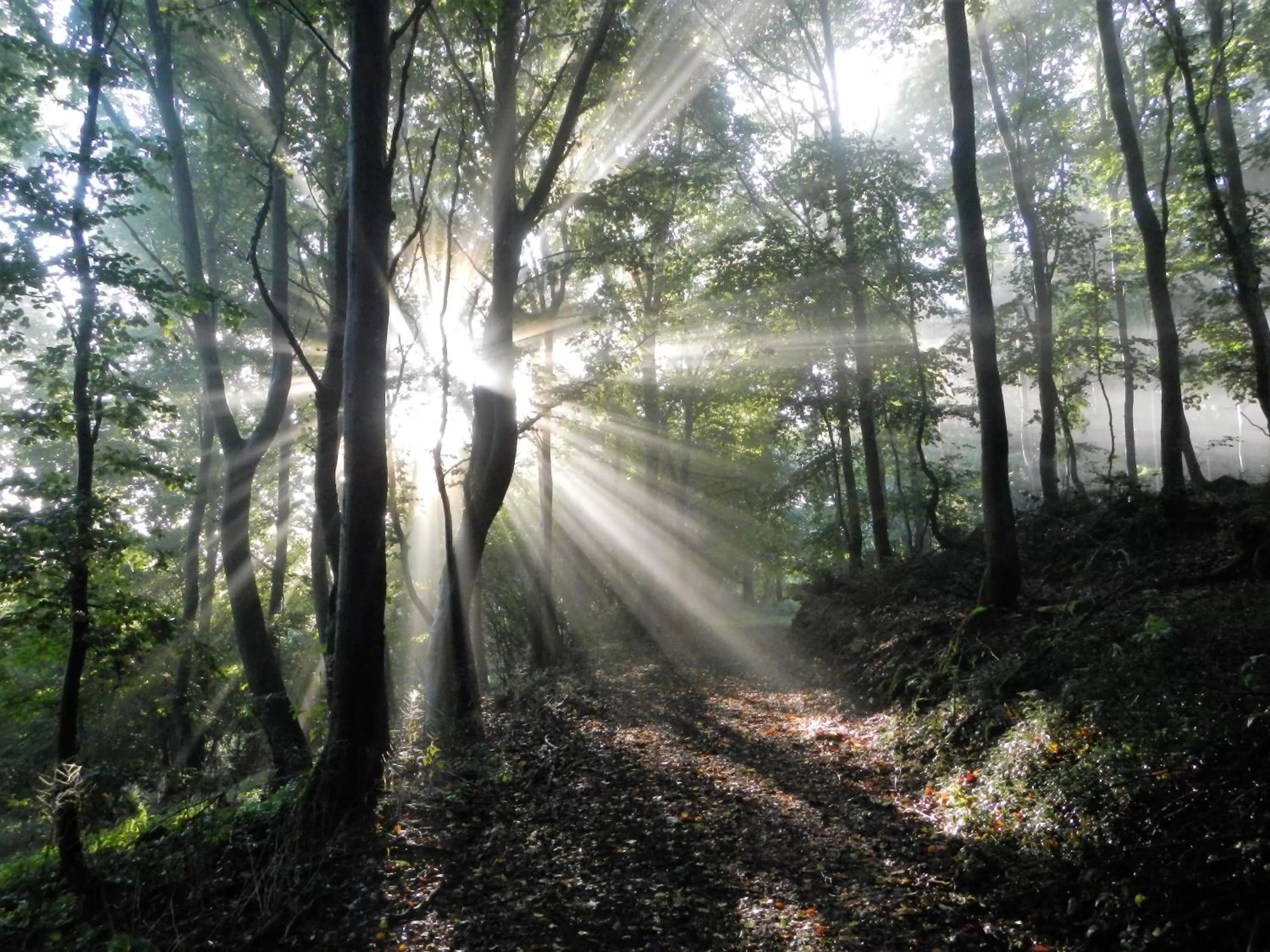 Hiking in Gästehaus Am Hochsimmer