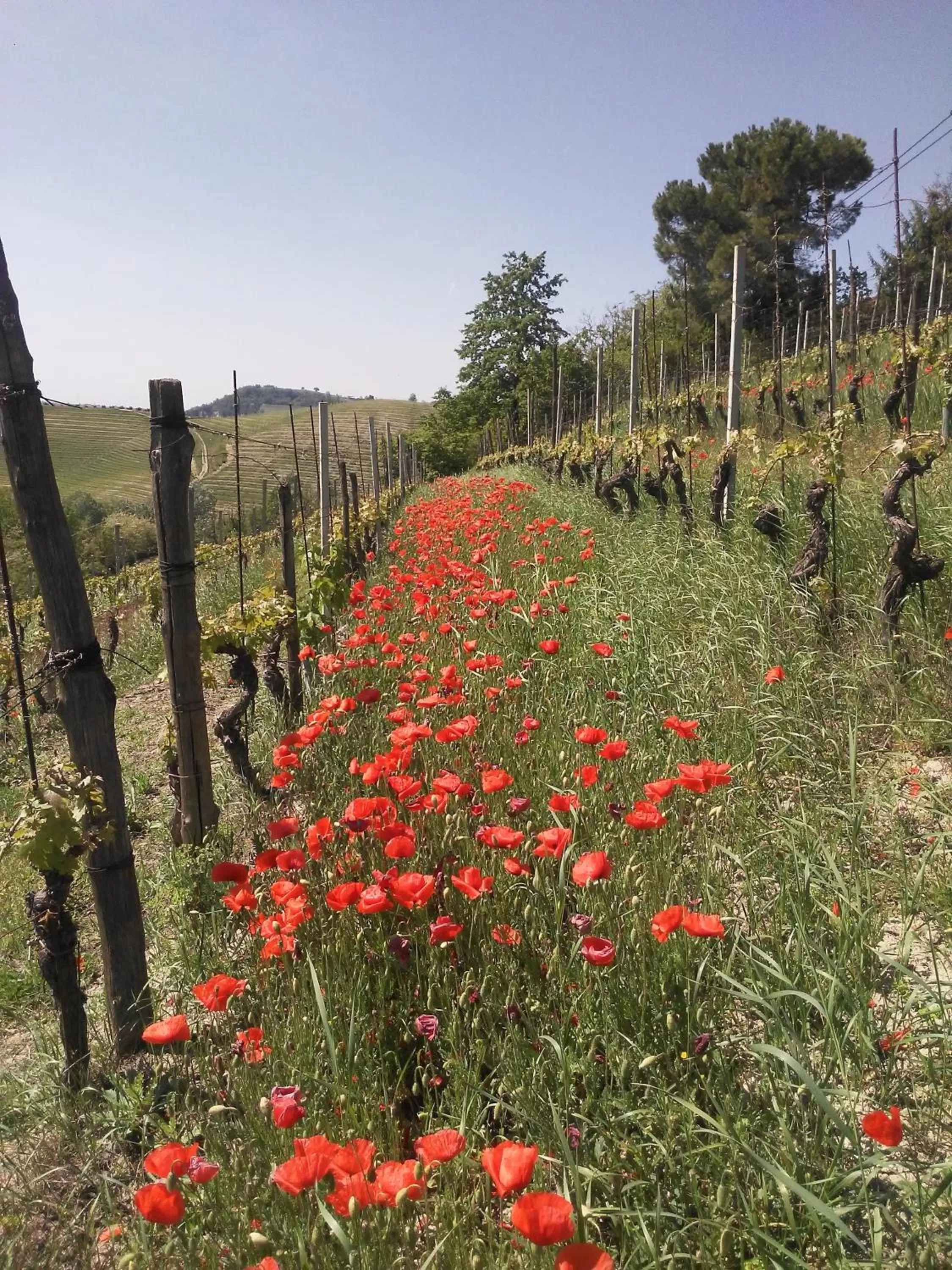 Property building in Cascina Torello