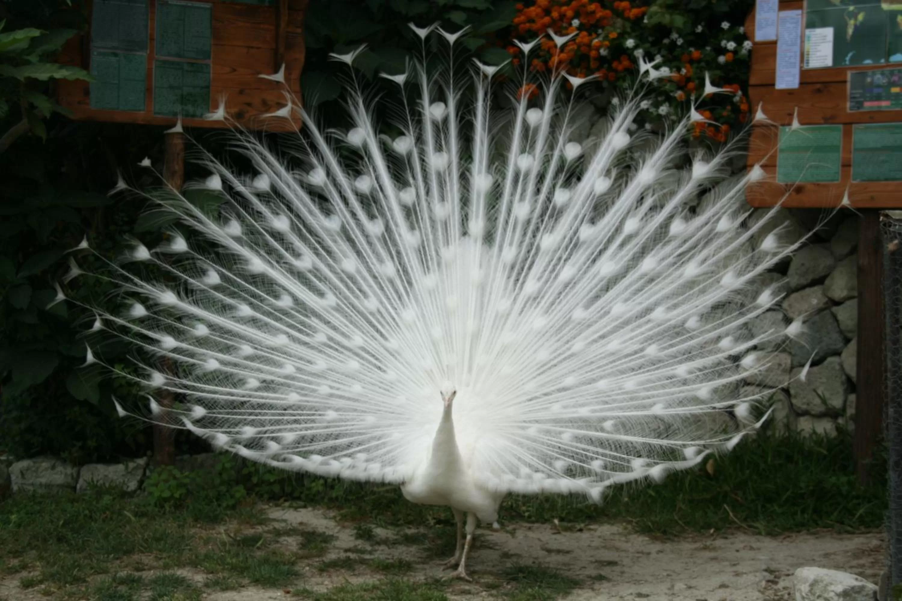 Animals in Villa Ravino Secret Retreat