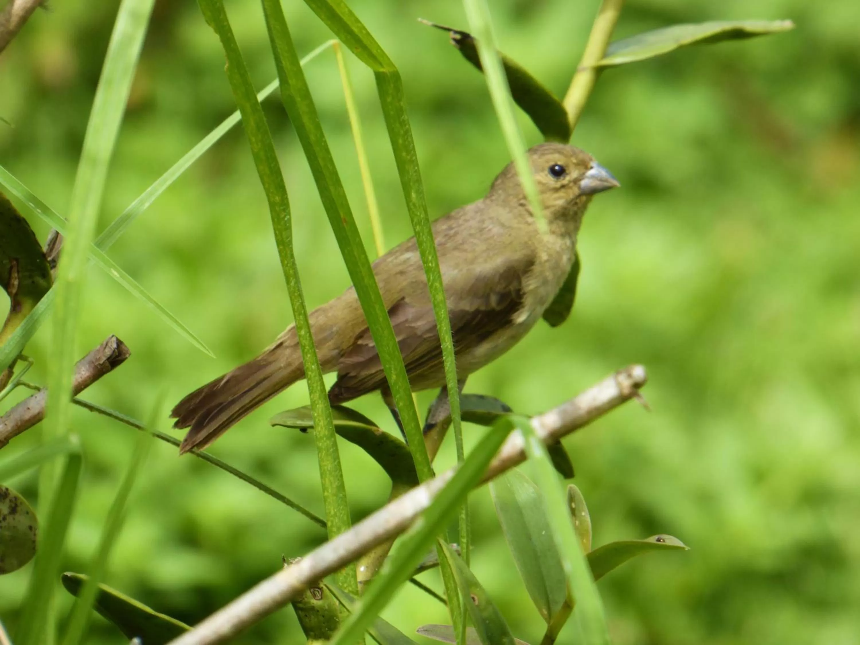 Animals, Other Animals in Finca El Cielo