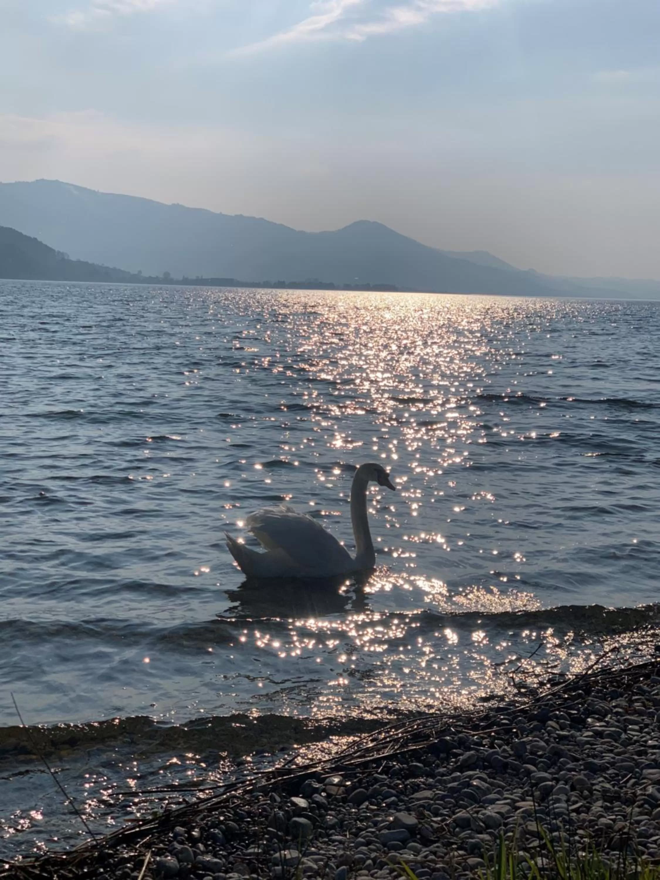 Natural landscape in Strandhotel Schmerikon