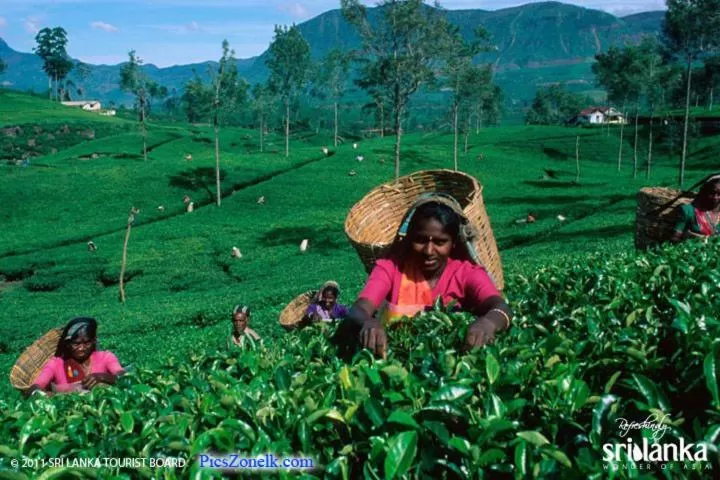 Guests in Rock View Rest Hatton