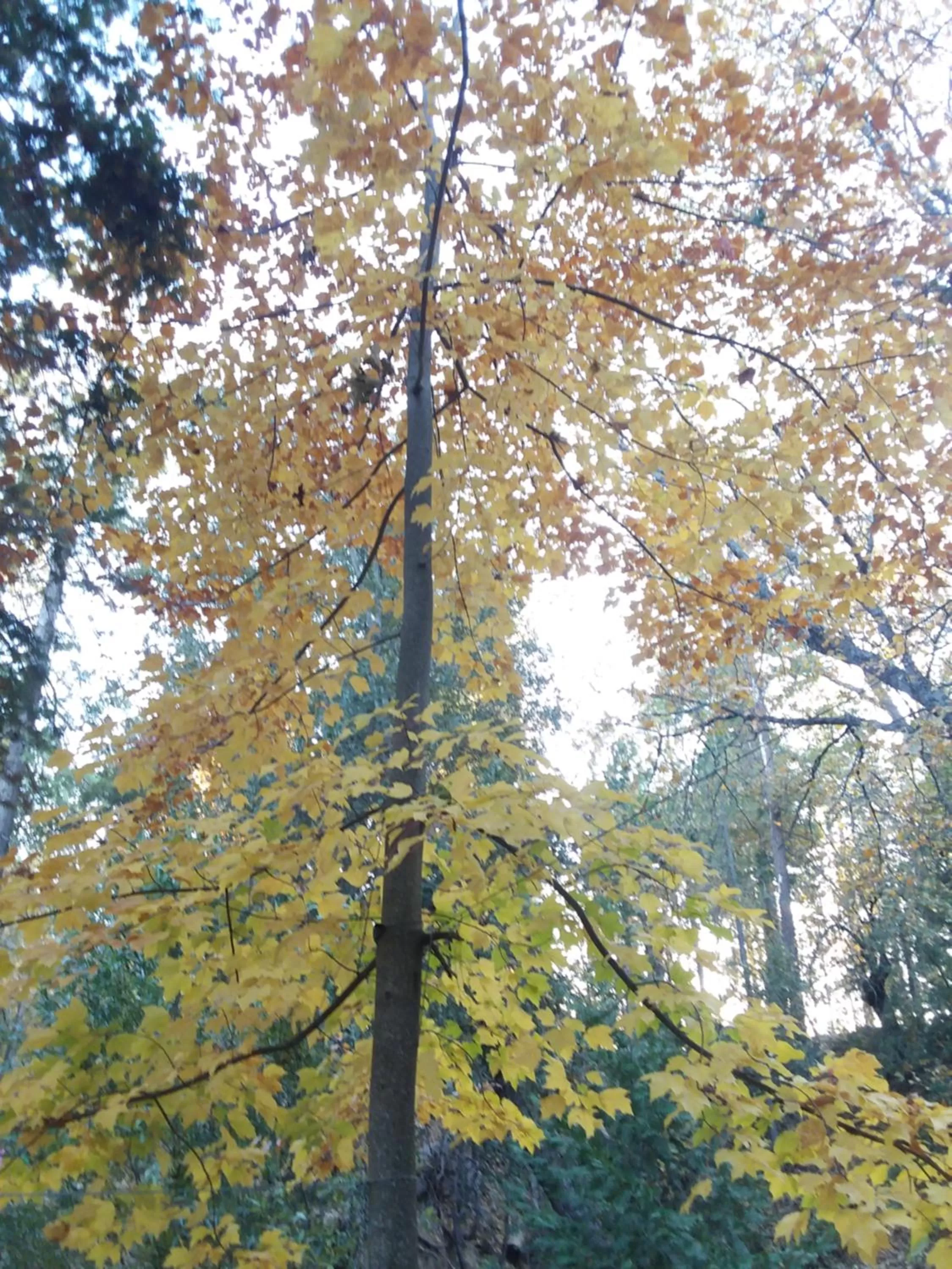 Natural landscape in Yosemite Paradise Inn