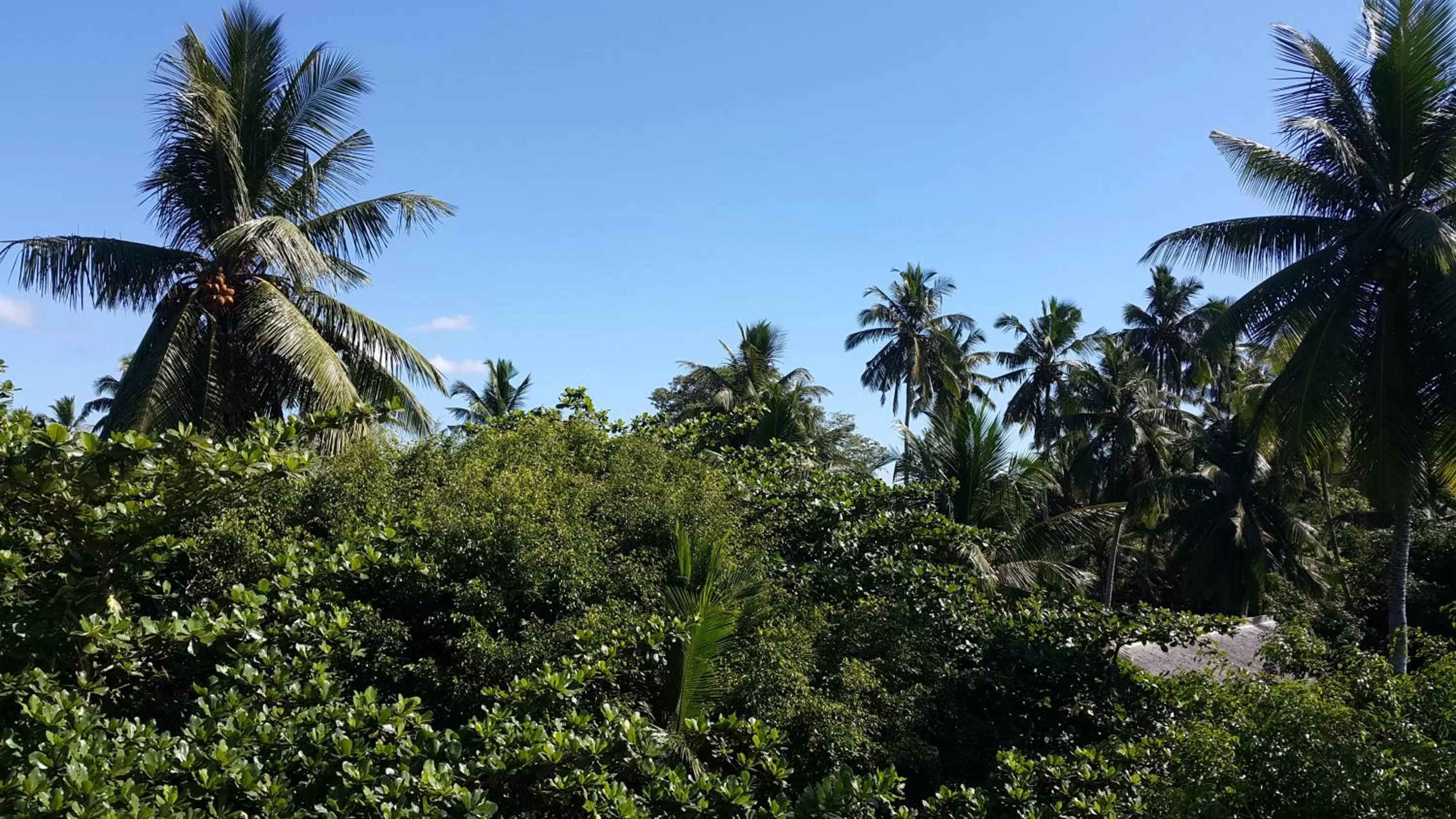 Garden view in Green Almond Hotel