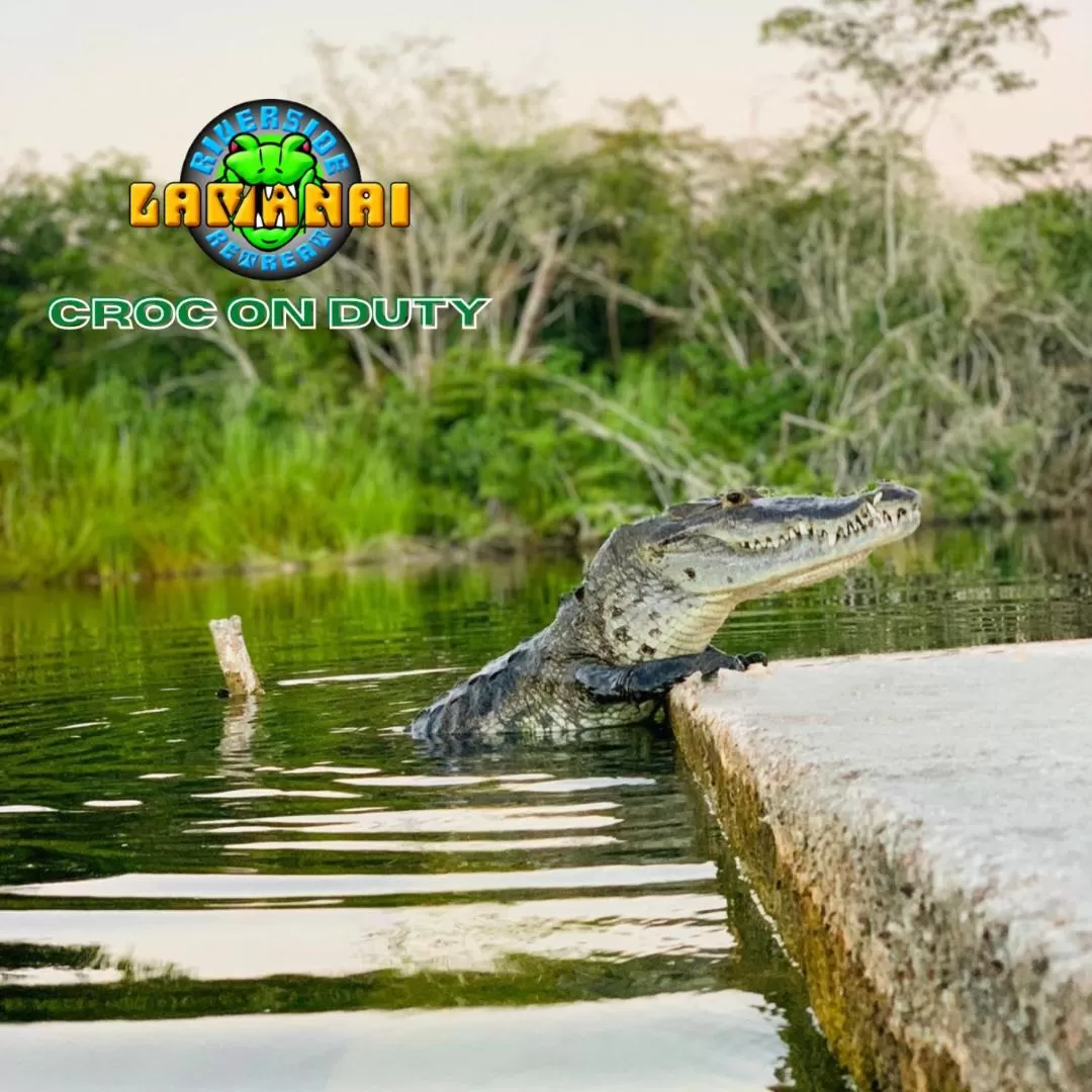 Restaurant/places to eat, Other Animals in Lamanai Riverside Retreat