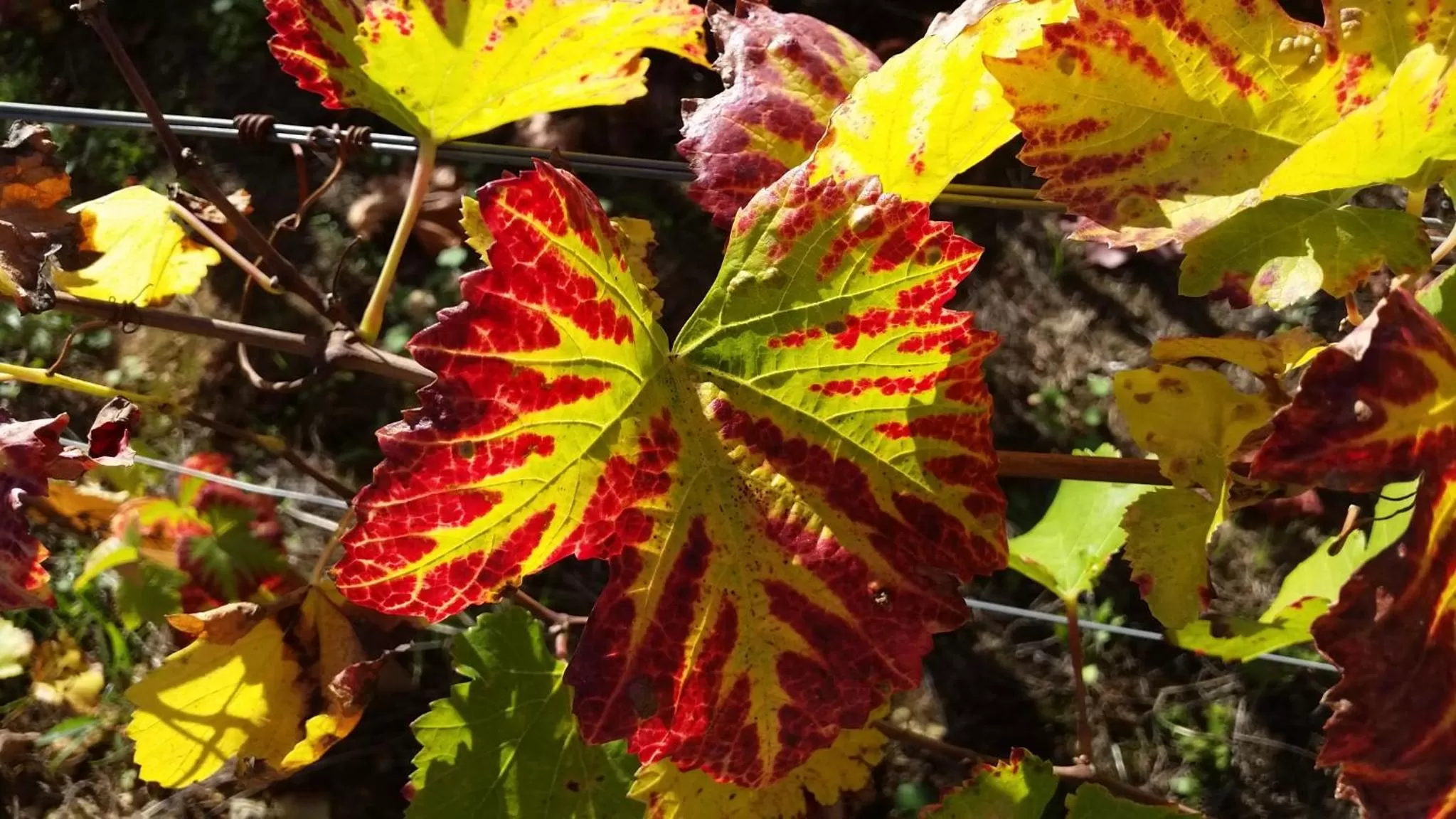 Logis Hôtel de la Tête Noire