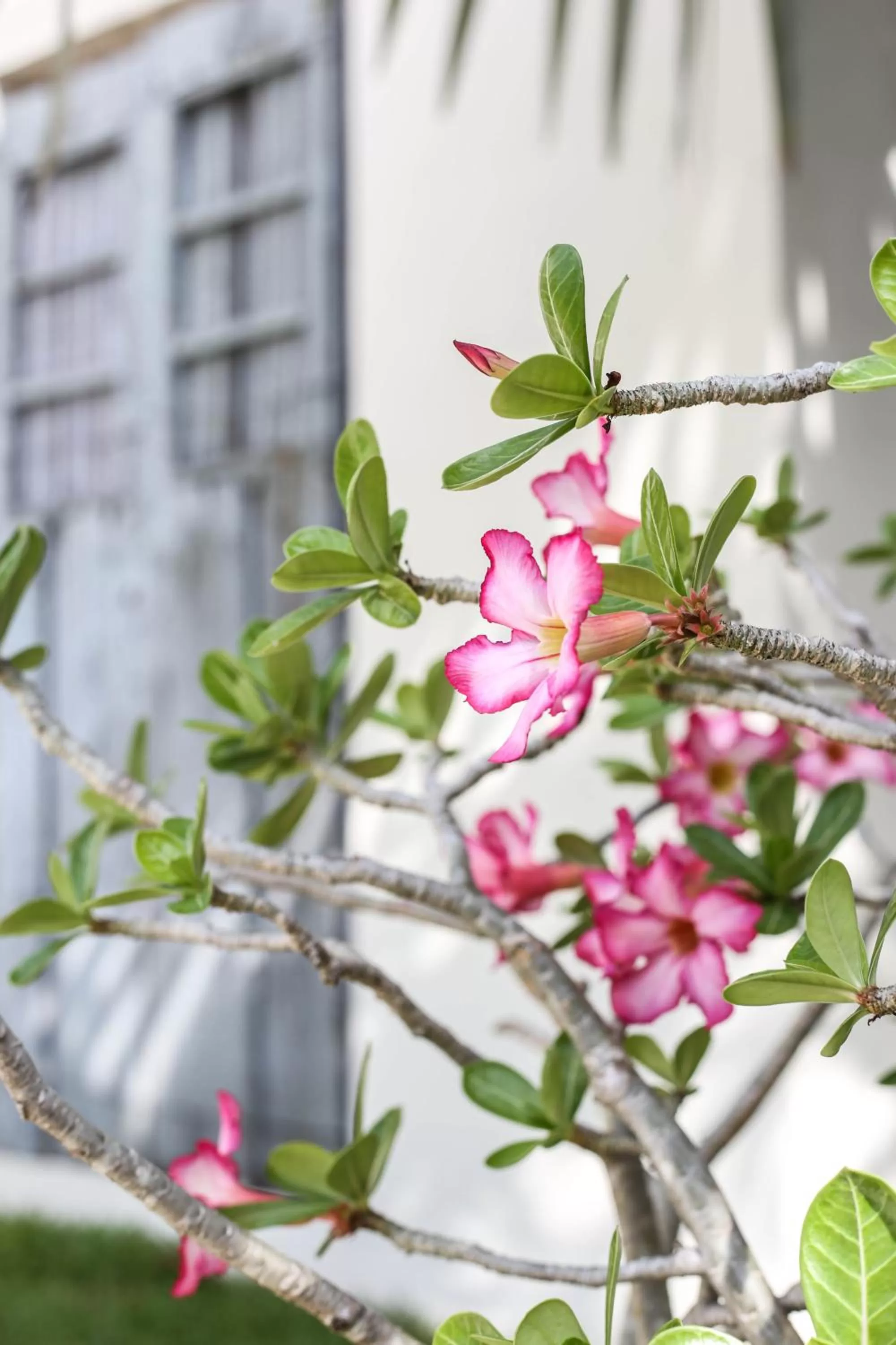Garden in Villas H2O