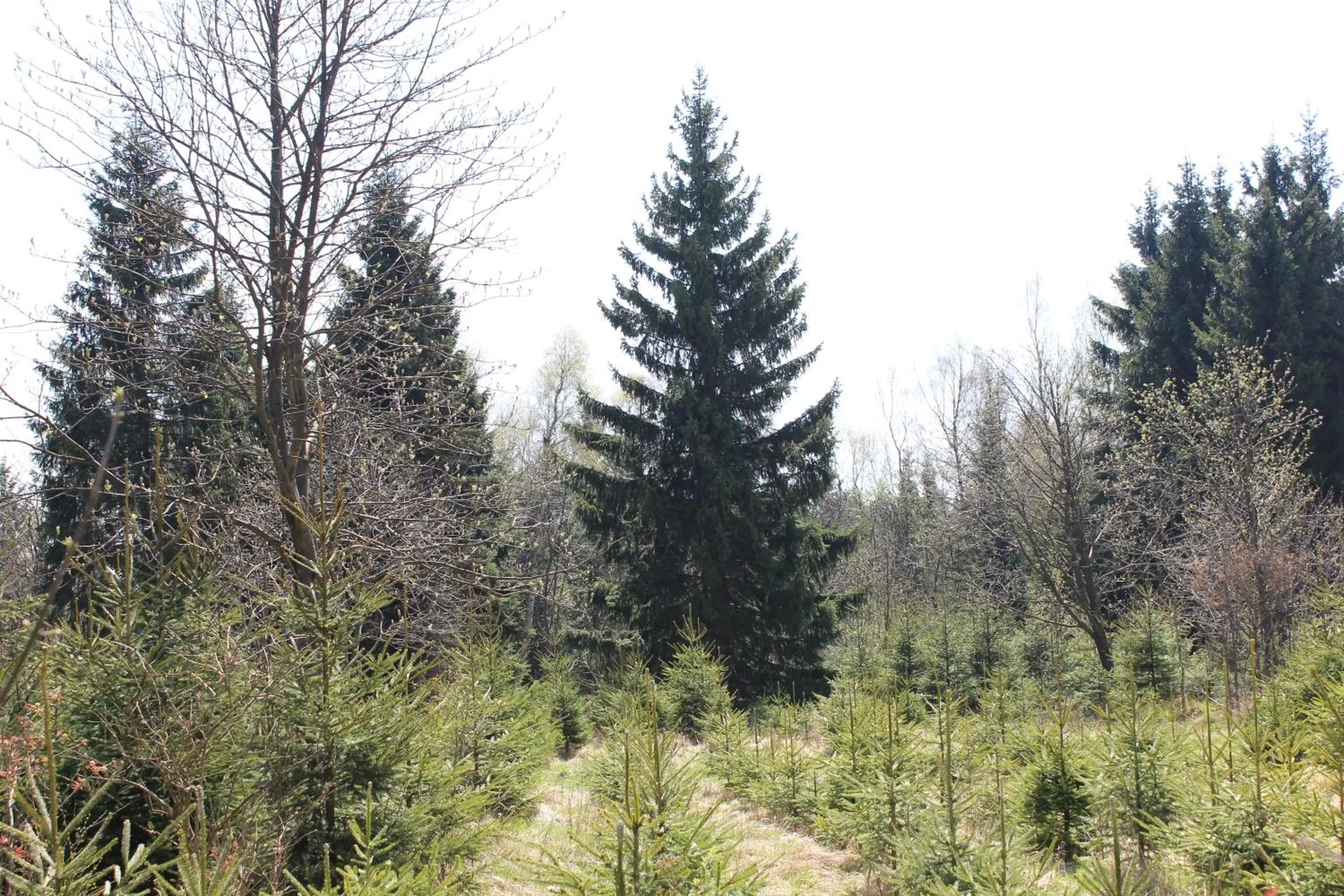 Natural landscape, Winter in Waldgasthof Bad Einsiedel
