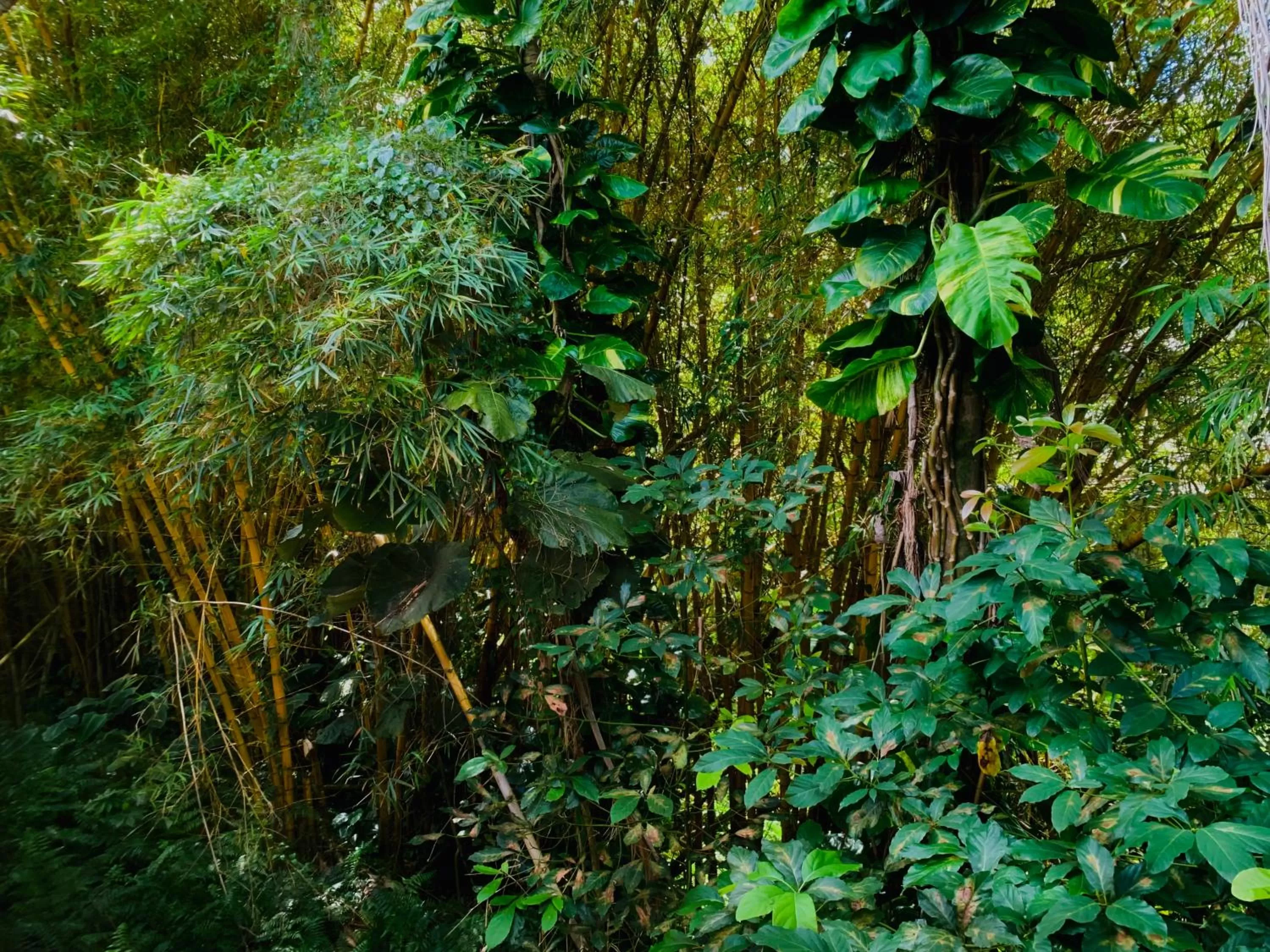 Natural landscape in Wild Ginger Hotel
