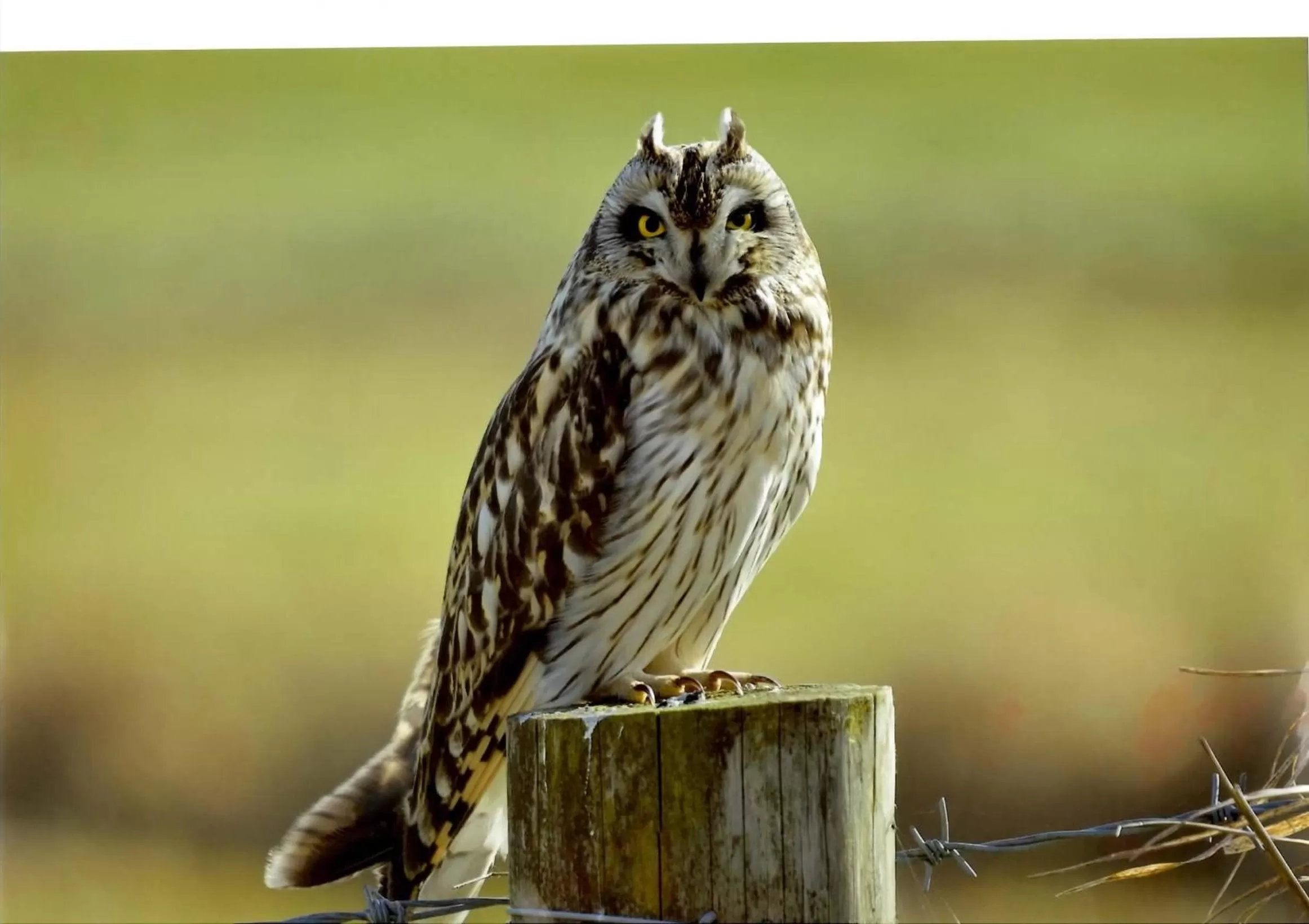 Animals in Highfields Holidays bed & breakfast