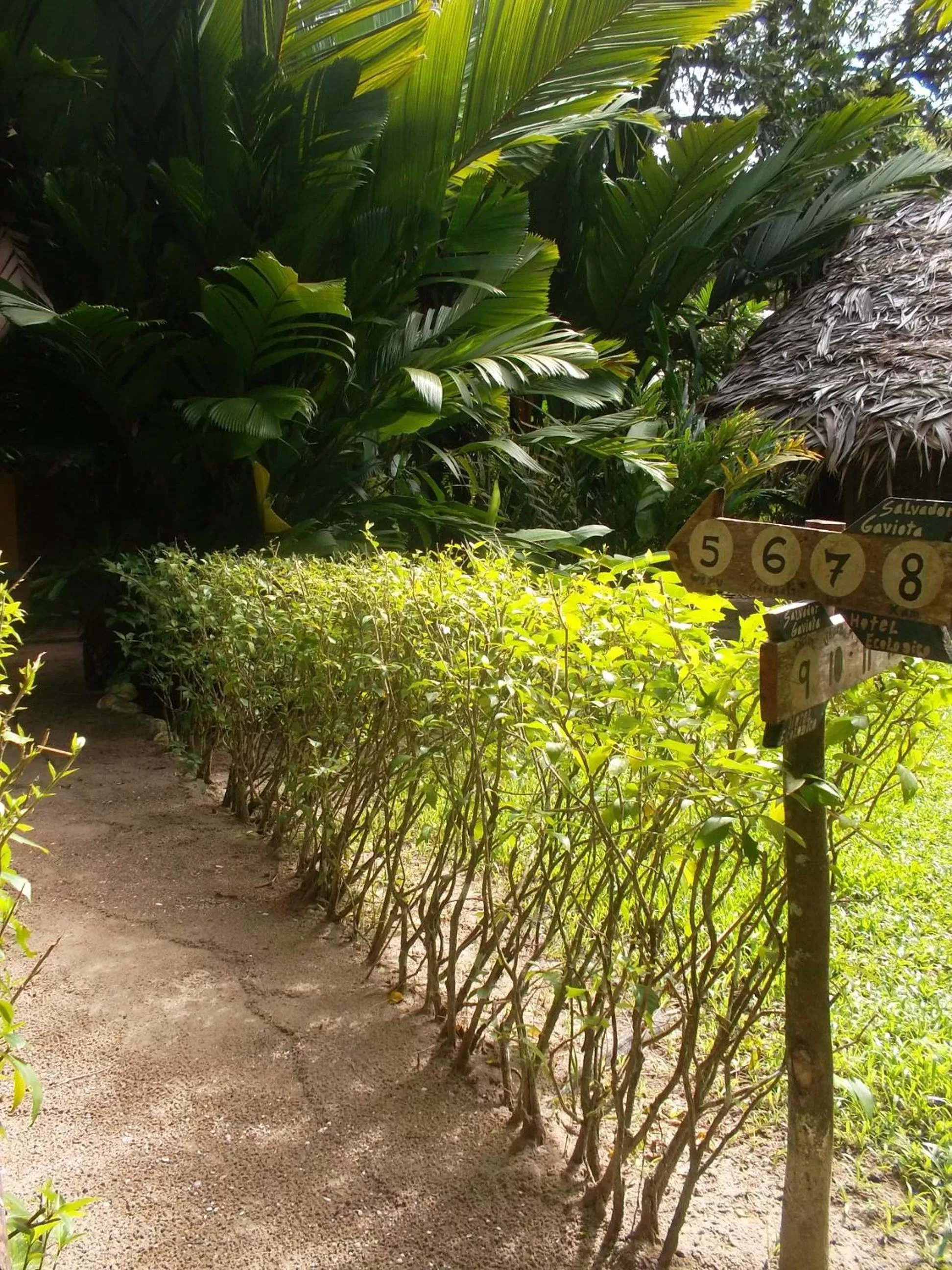Garden in Hotel Salvador Gaviota