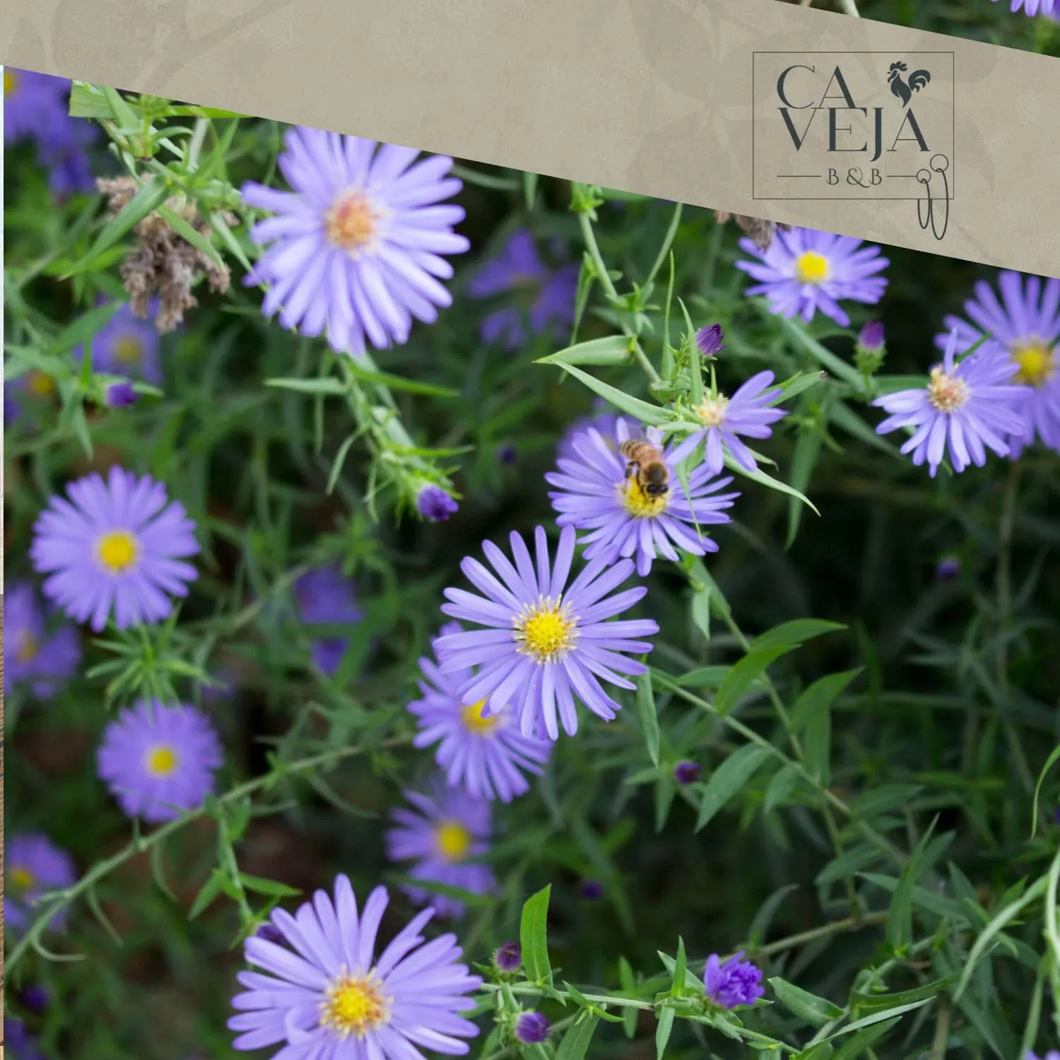 Summer in Ca Veja B&B Forlì