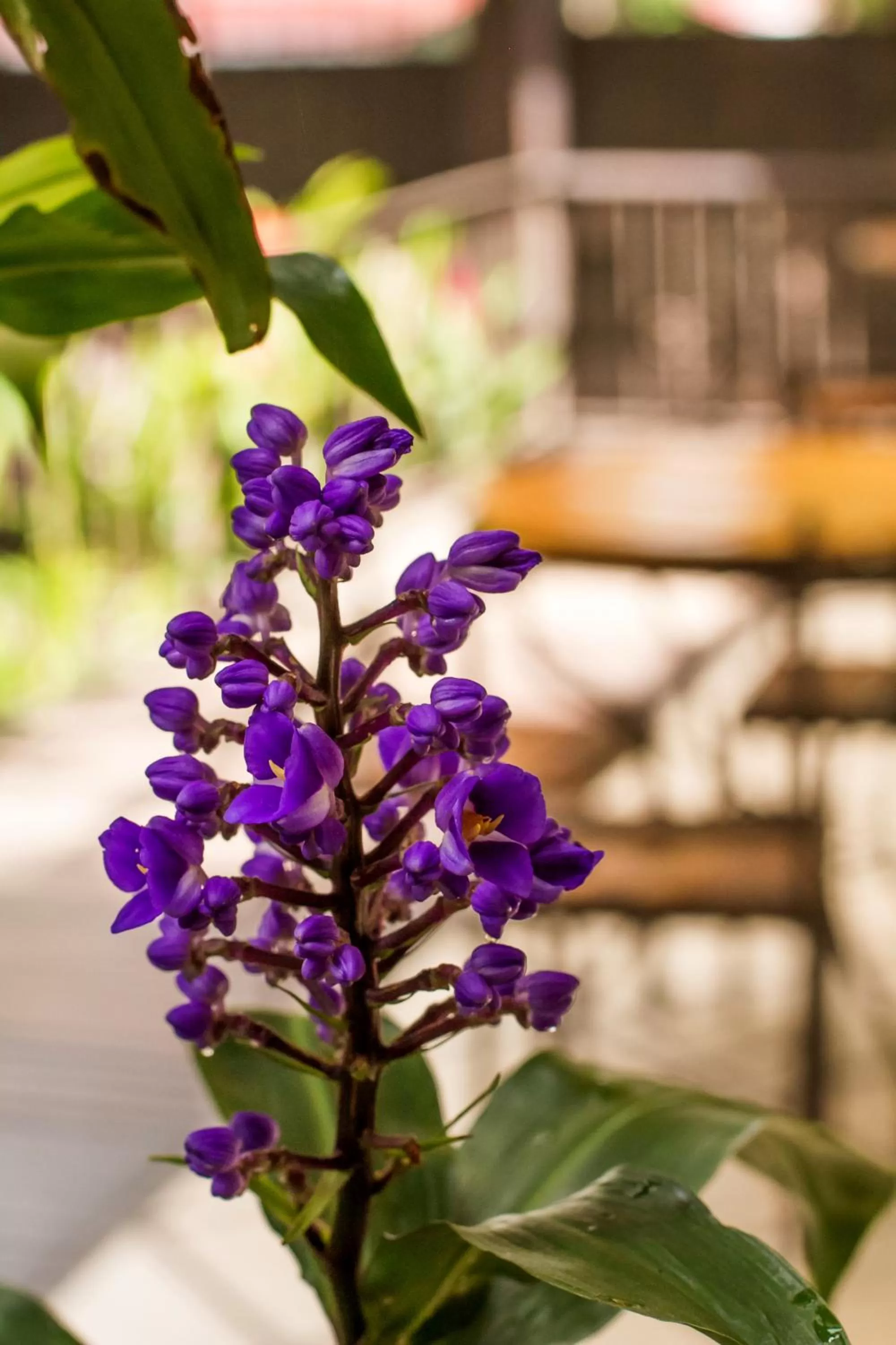 Garden in La Riviera Hotel