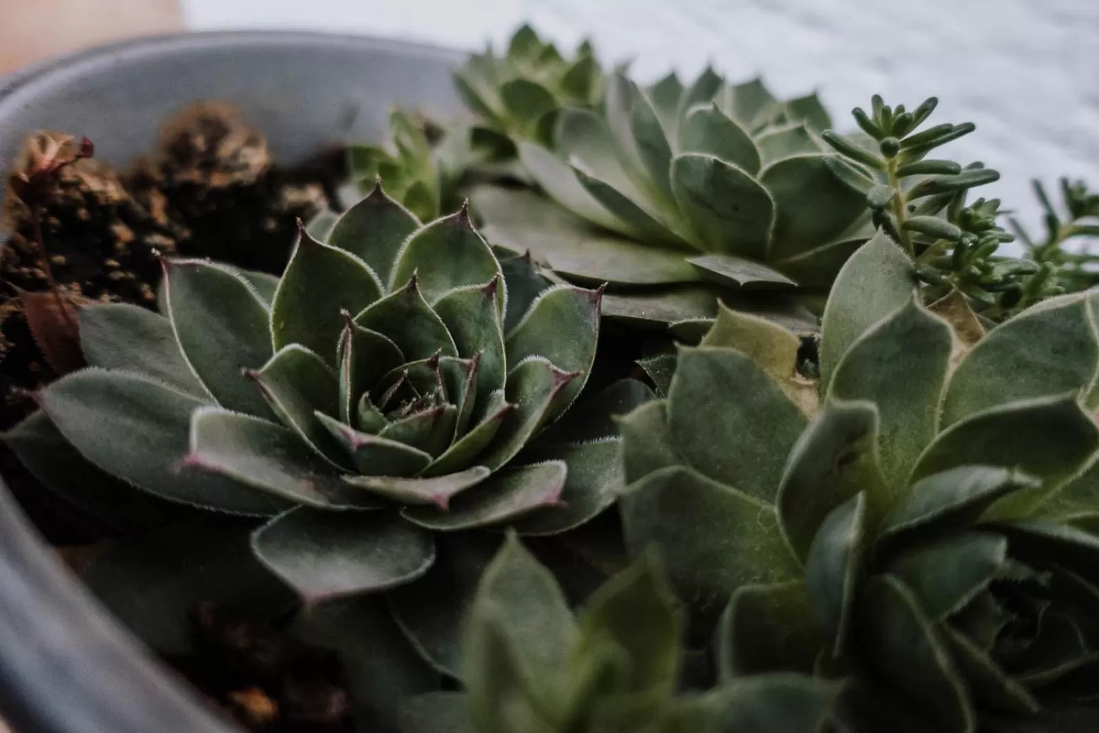 Decorative detail in Berggasthof Hochpröller