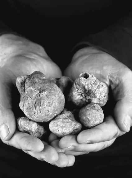 Food in MARSAM locanda