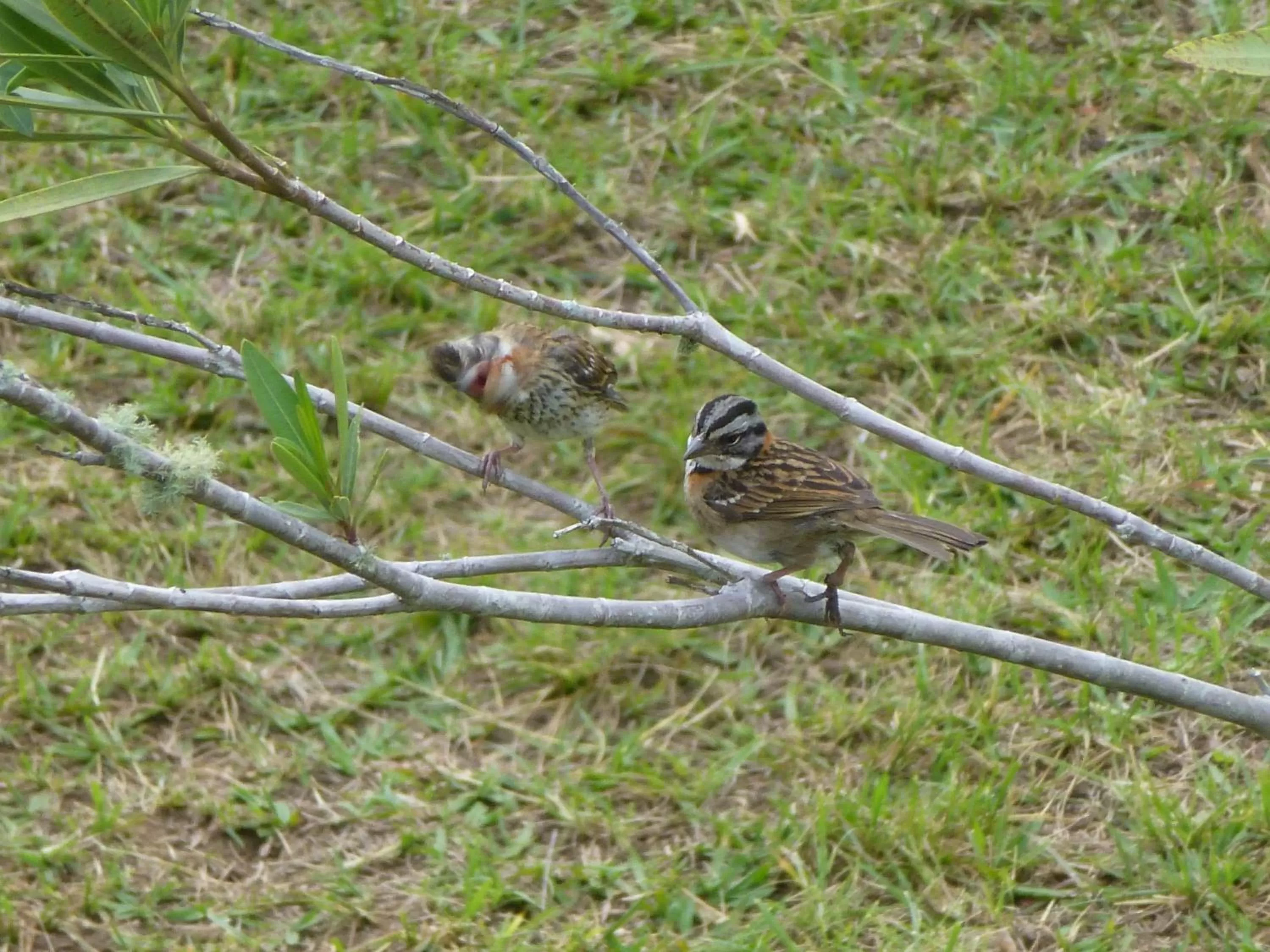 Garden, Other Animals in Finca El Cielo