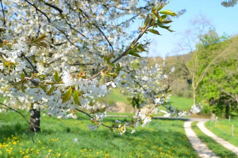 Spring in Bad Schauenburg