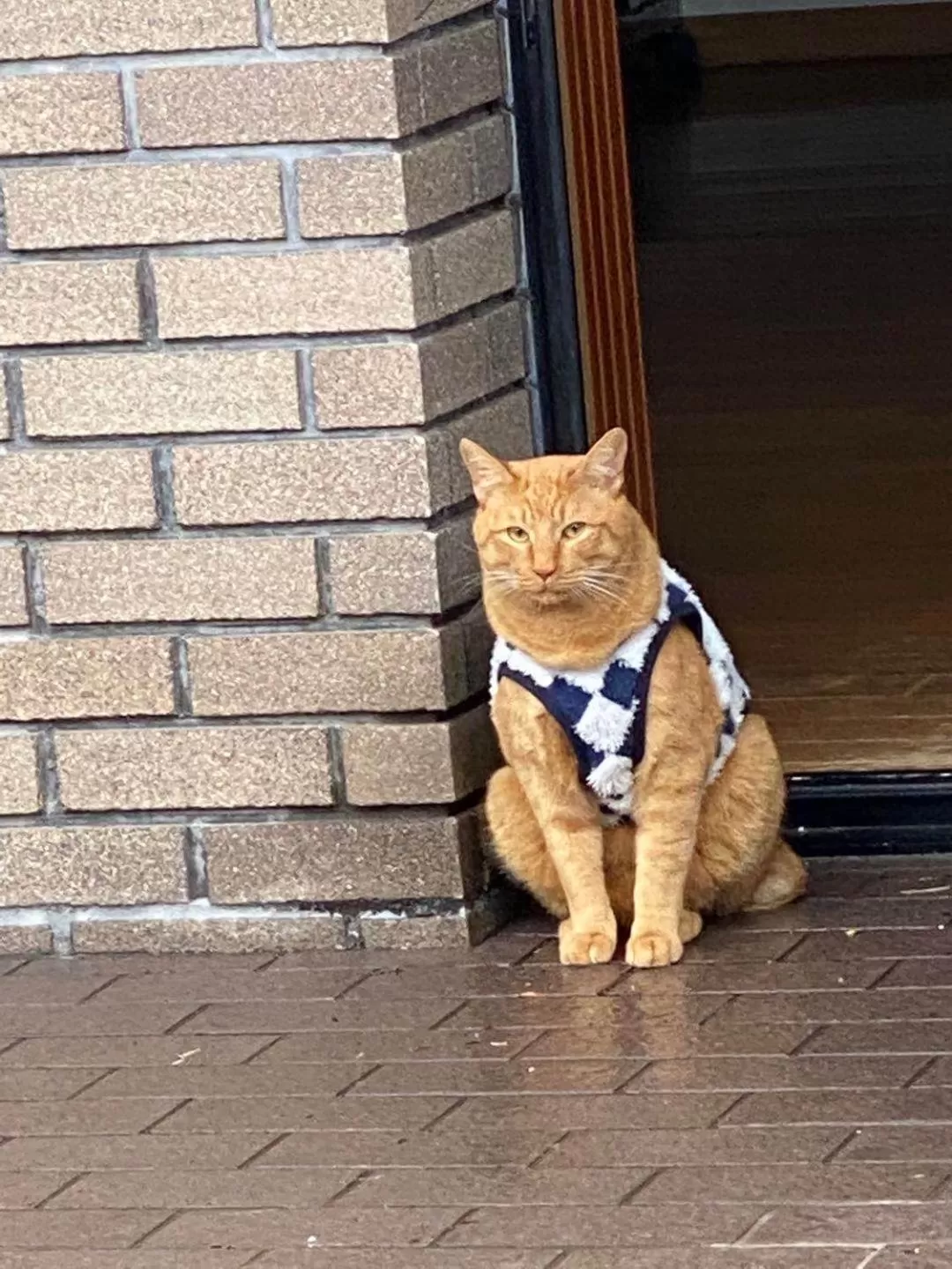 Pets in Hoshi no Sato