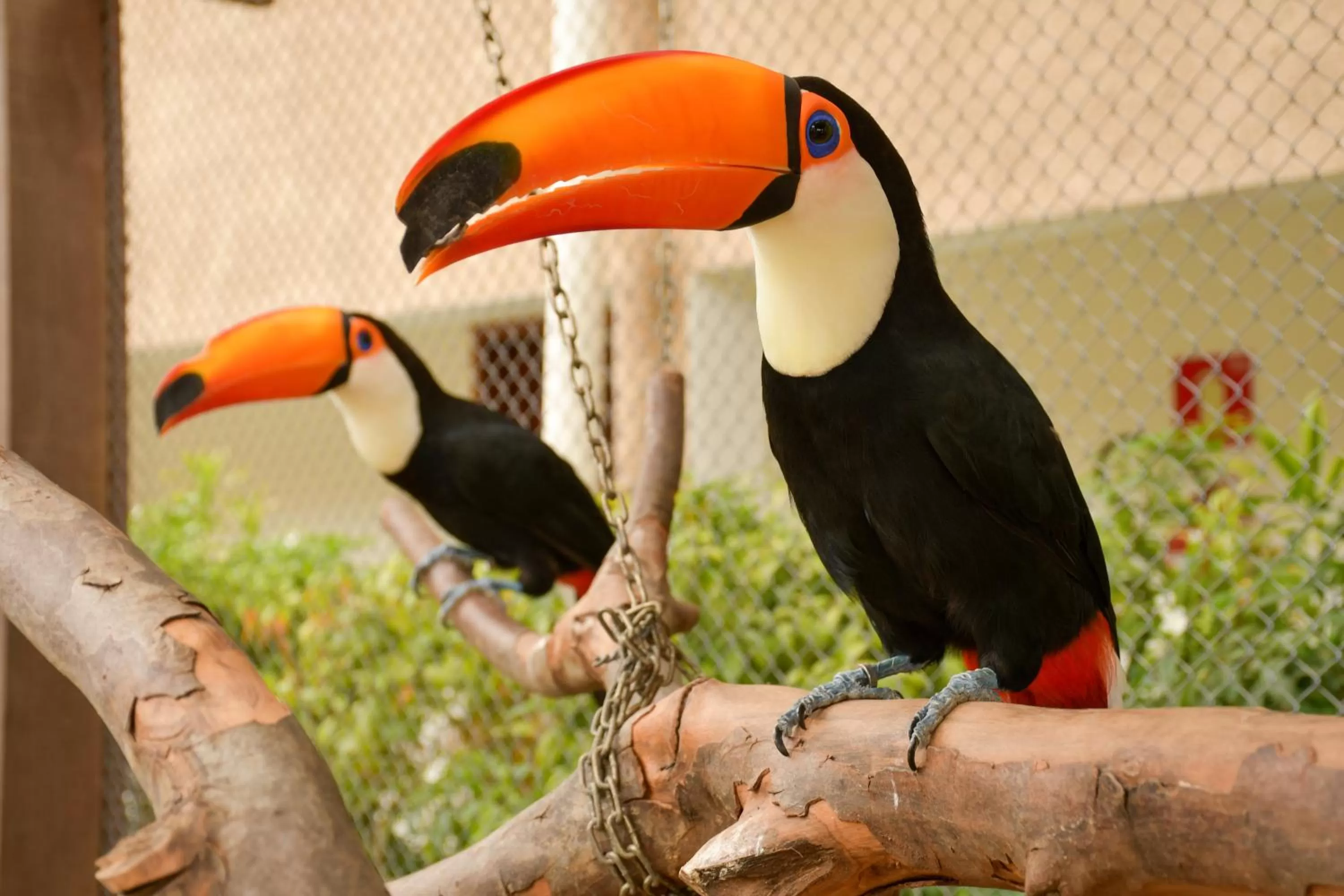 Other Animals in Pousada Sol e Mar