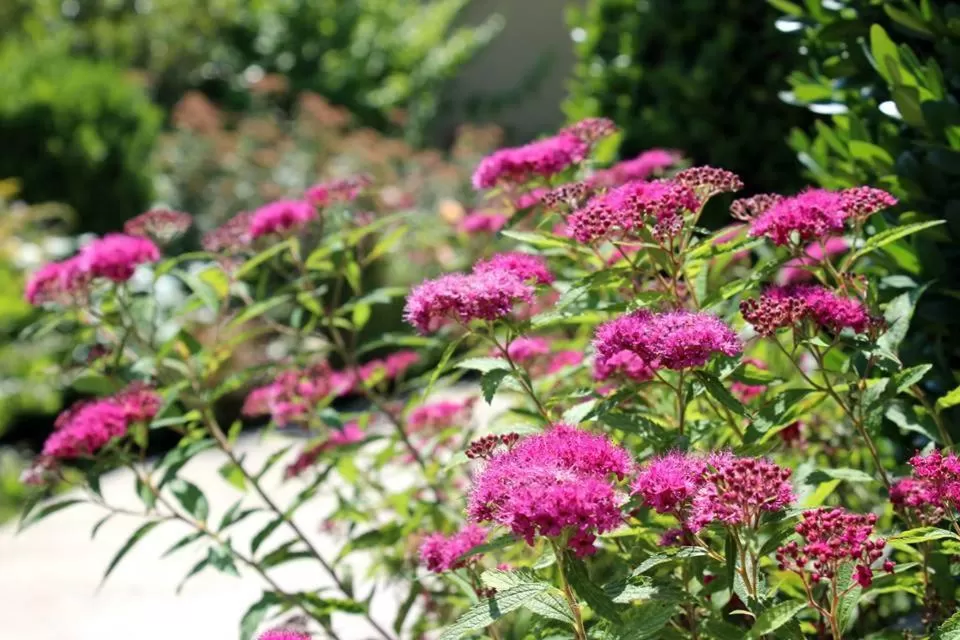 Day in Joia Hotel & Luxury Apartments RTA