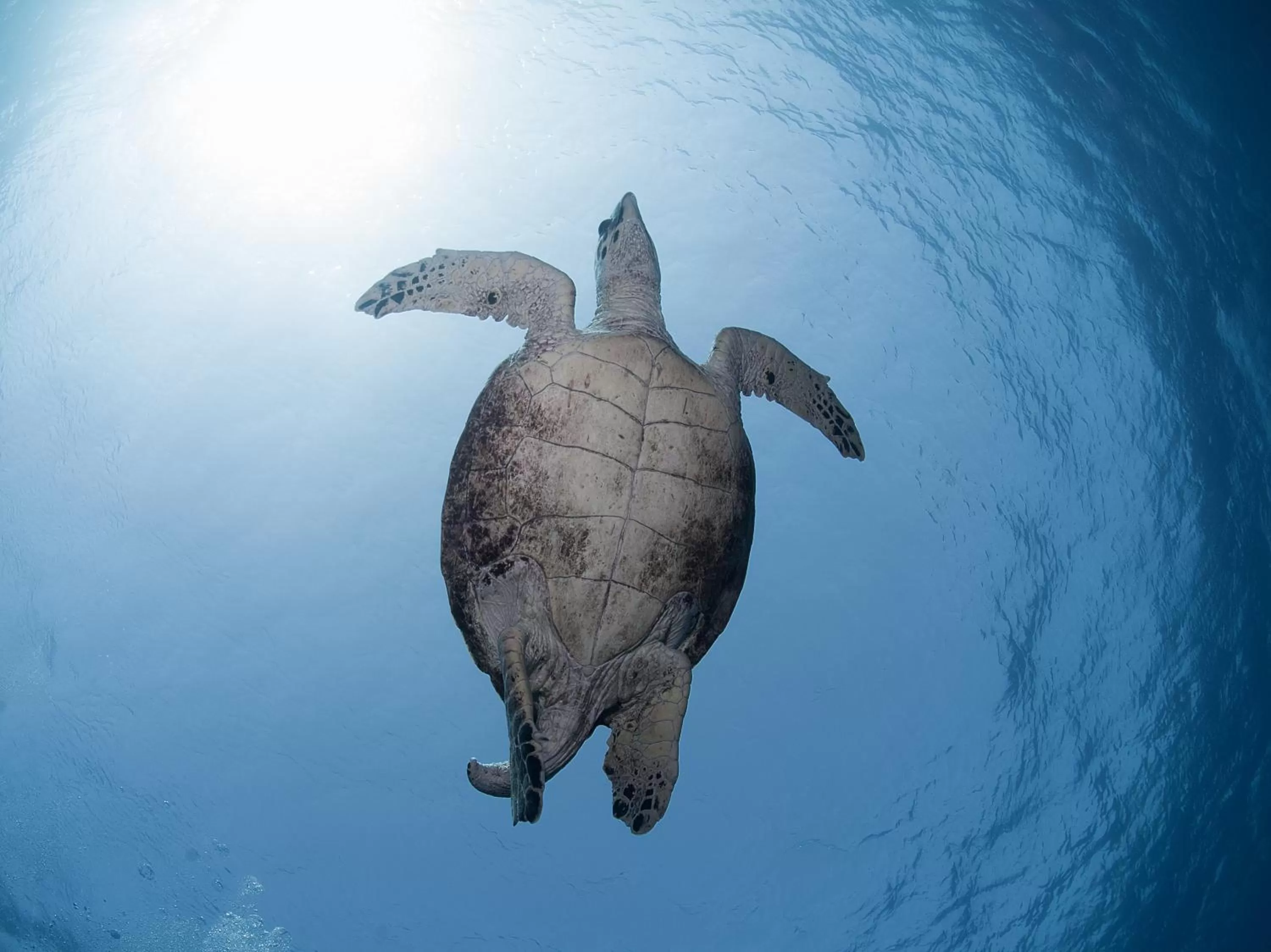 Snorkeling, Other Animals in Aqaba Adventure Divers Resort & Dive Center