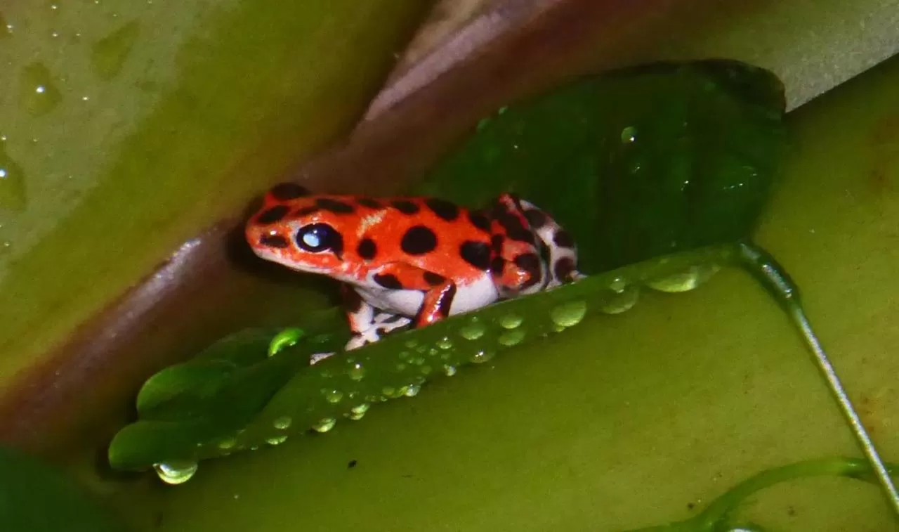 Other Animals in Carmen's place