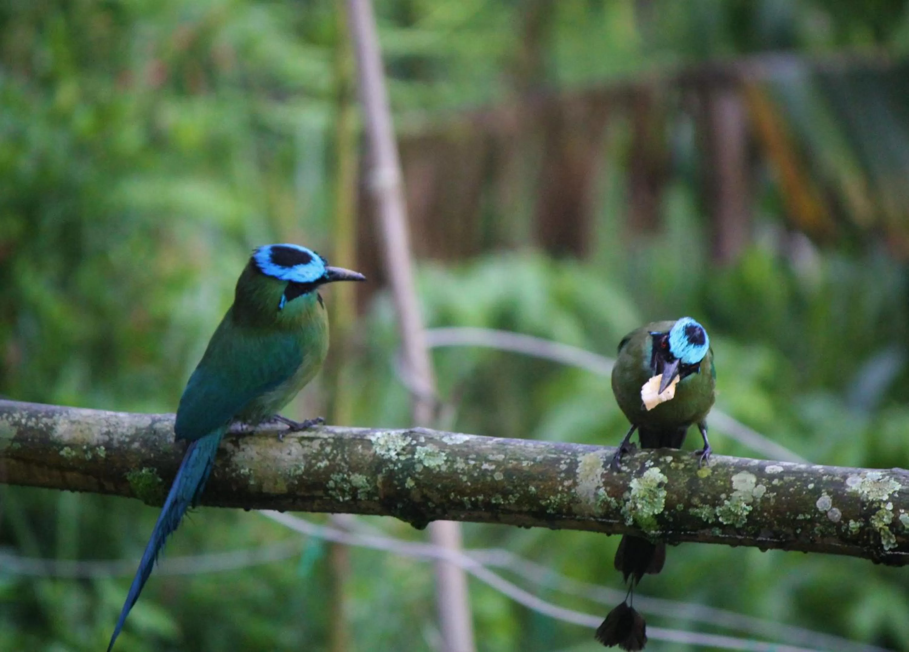 Animals, Other Animals in Villa Cristina - Casa Boutique