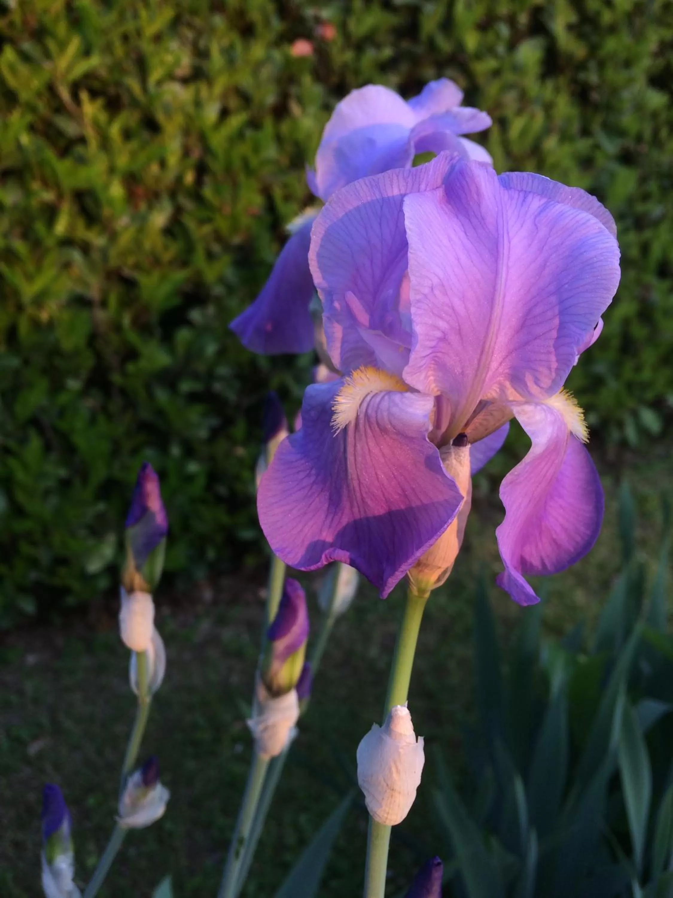 Garden in In Giardino B&B