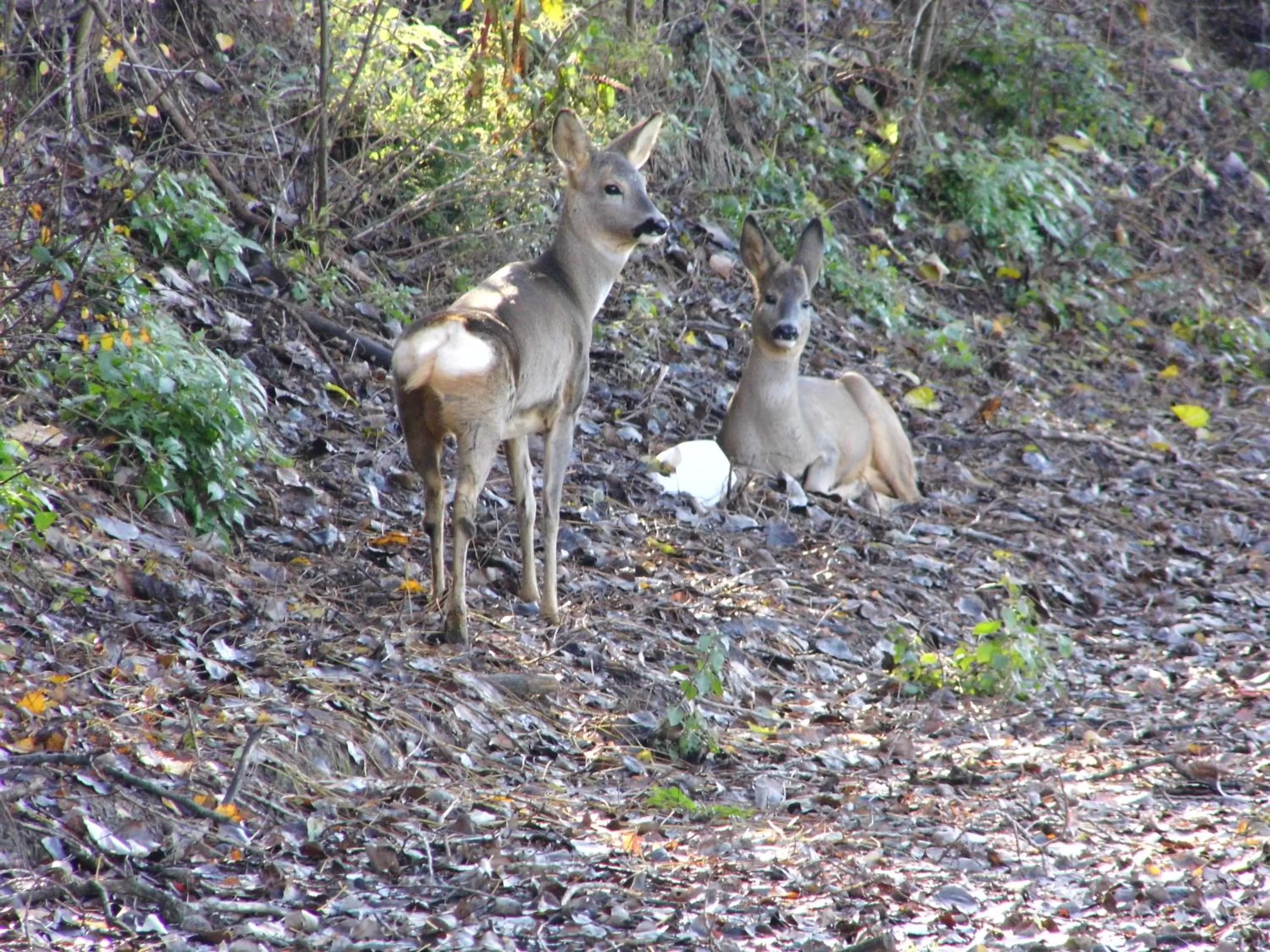 View (from property/room) in B&B Molinetto