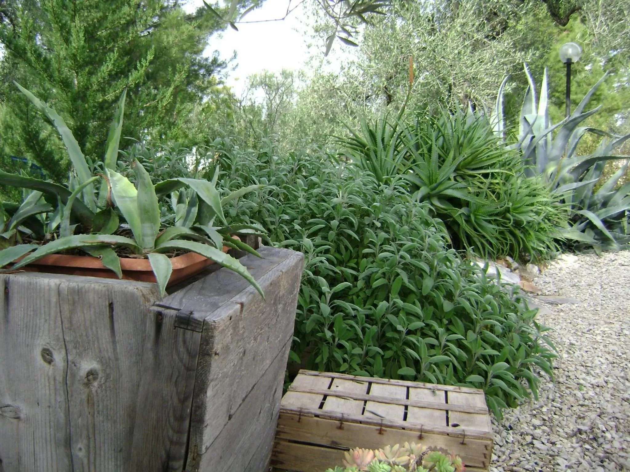 Garden in B&B Villa Mediterranea with parking space