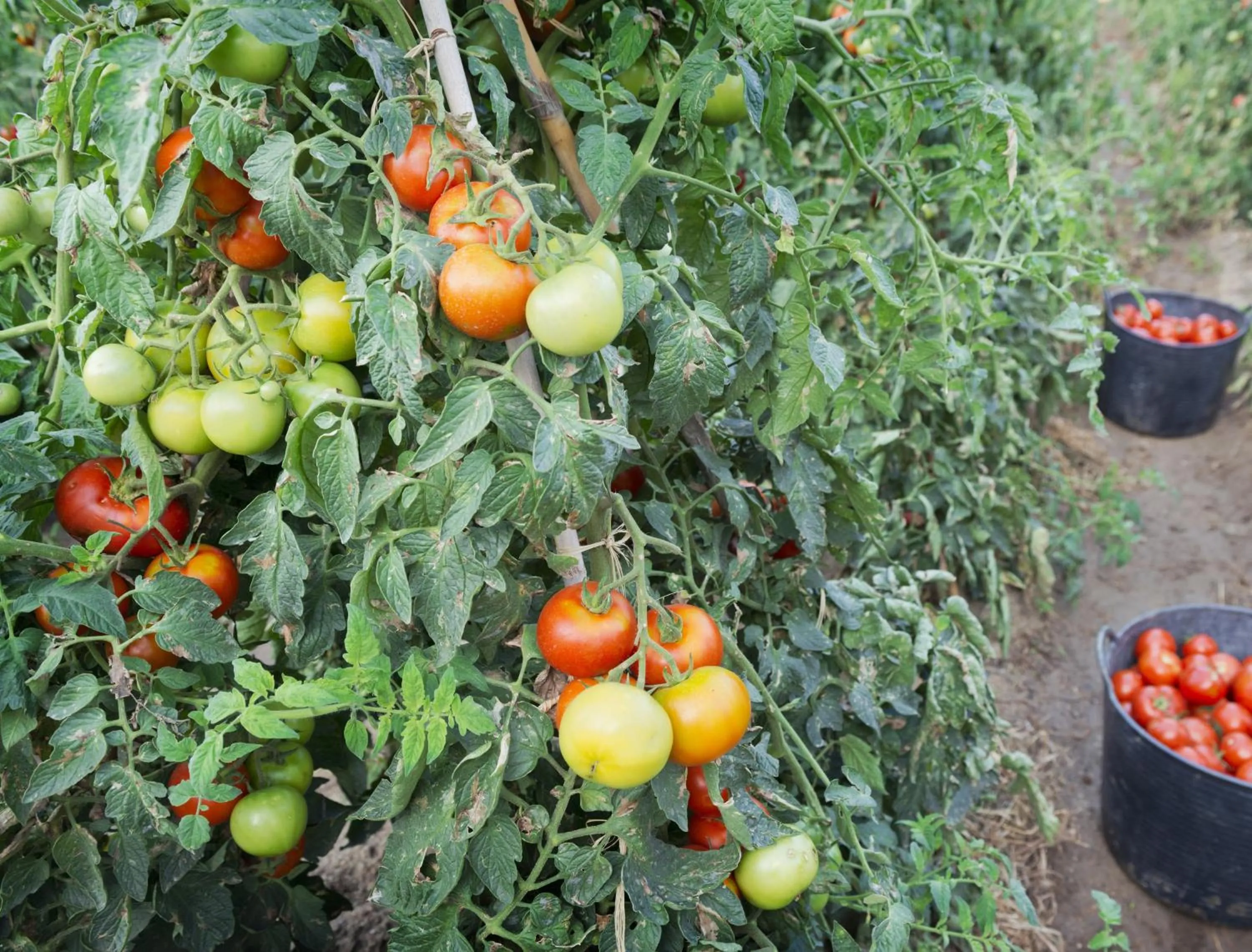 Area and facilities in Mercè