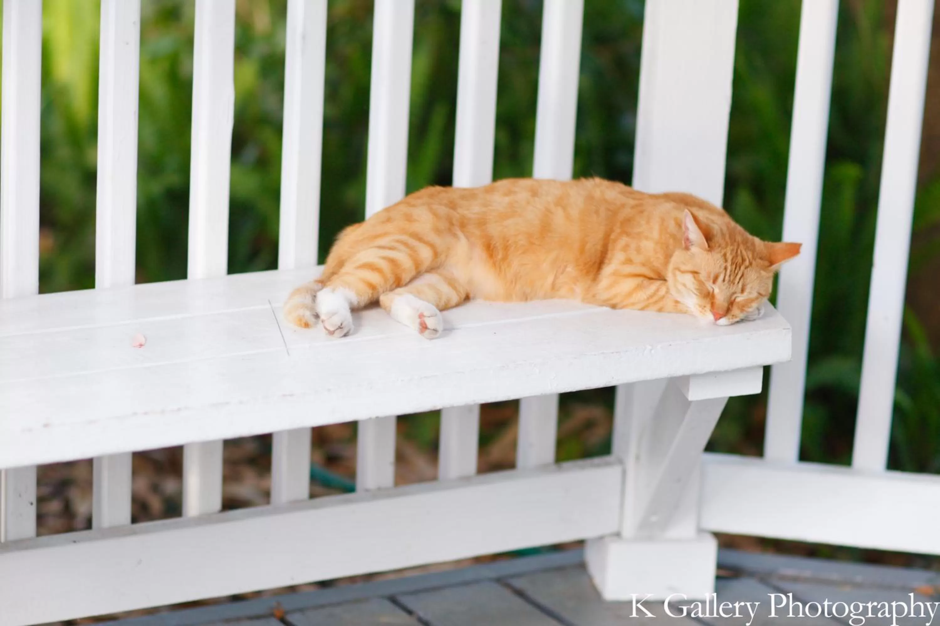 Garden in Sweetwater Branch Inn