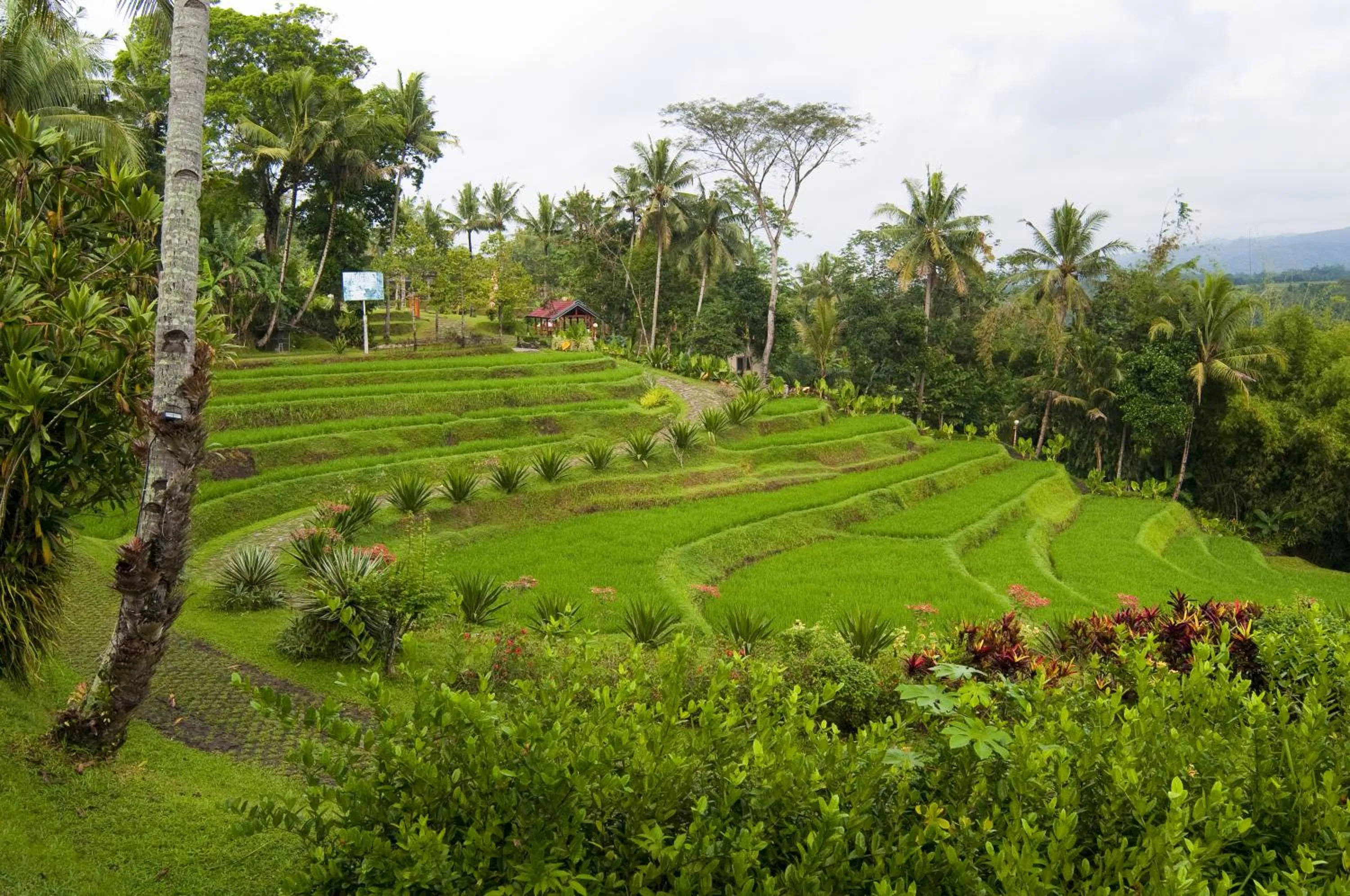 Natural landscape in Puri Asri Hotel & Resort
