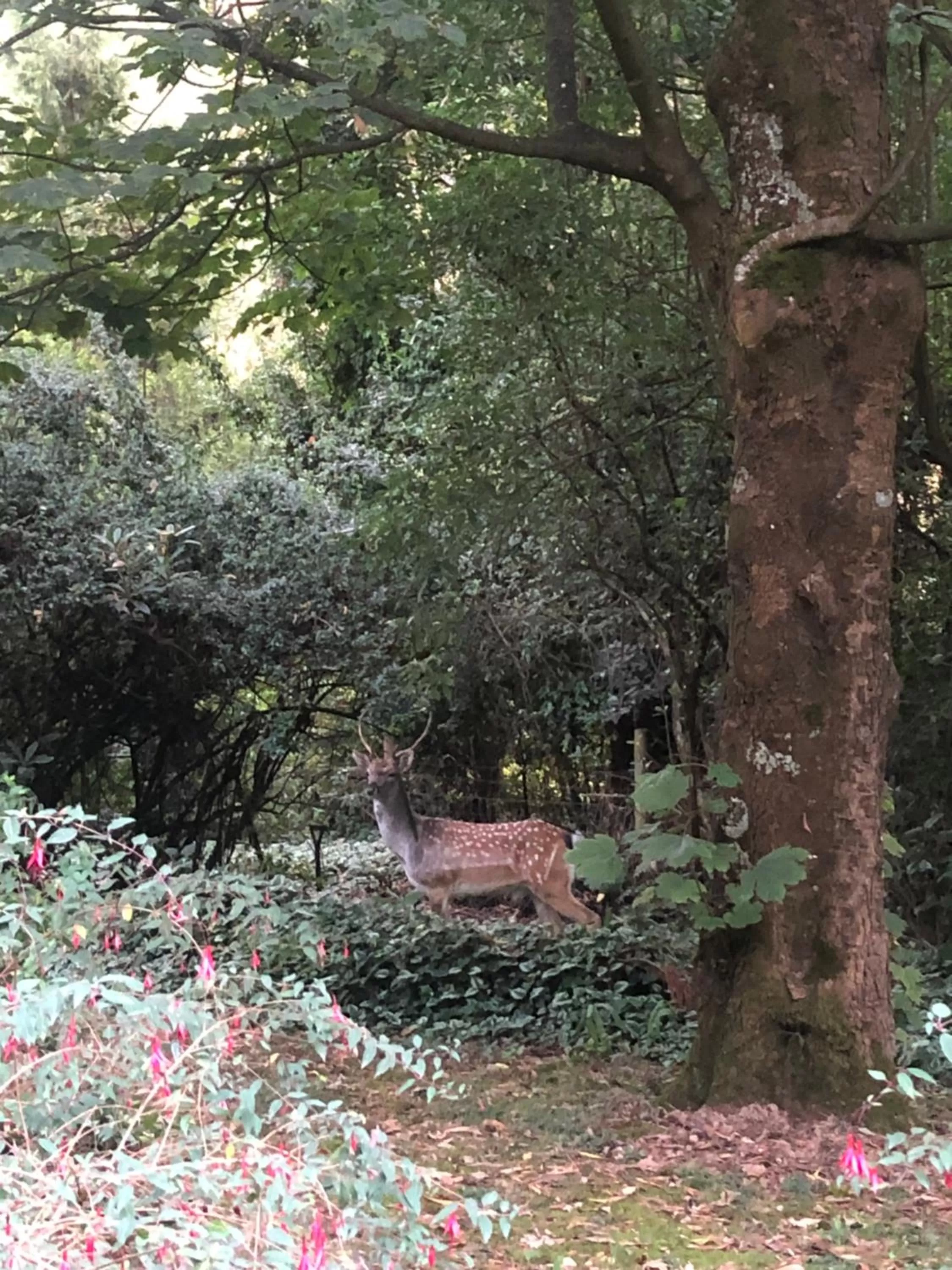 Garden view in Cambridge Cottages