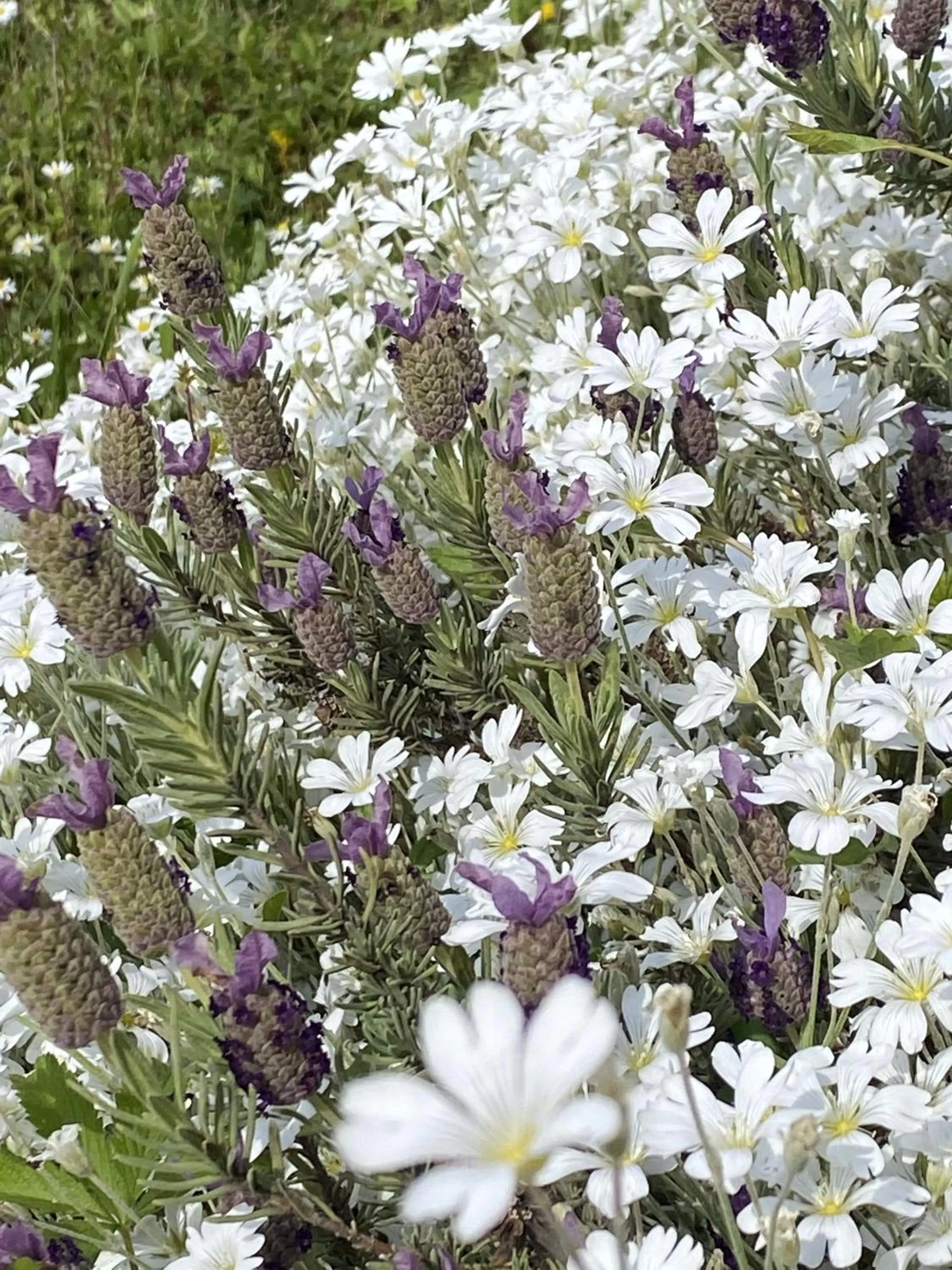 Garden in Résidence Villa Bellagio Amboise by Popinns